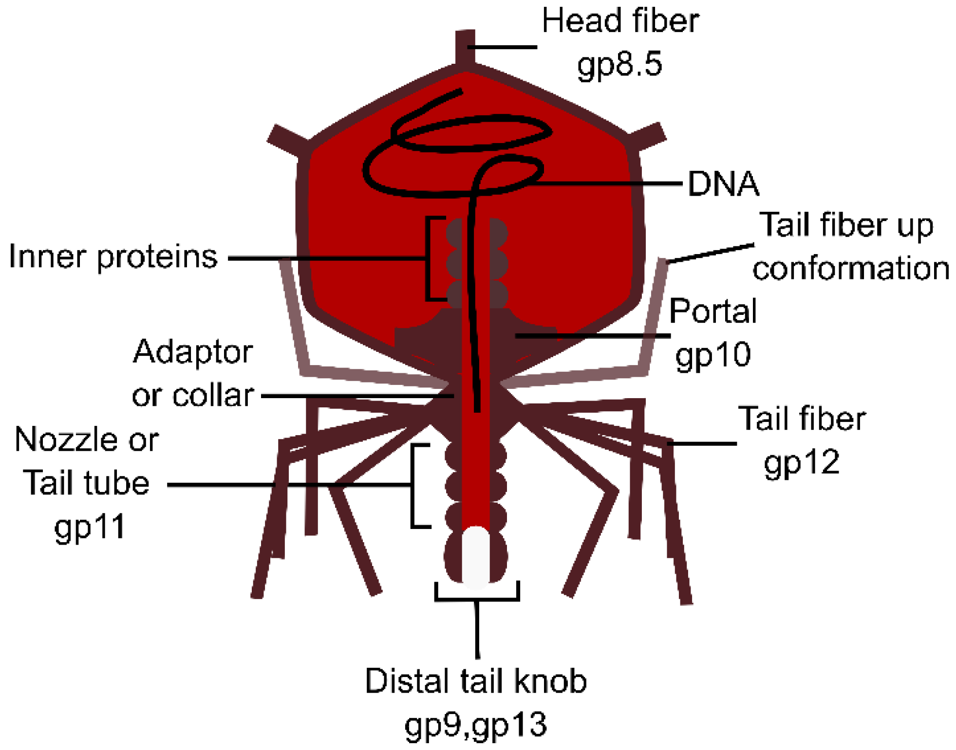 Bacteriophage Structure Labeled