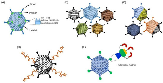 スズ Coagulation factor X shields adenovirus type 5 from attack