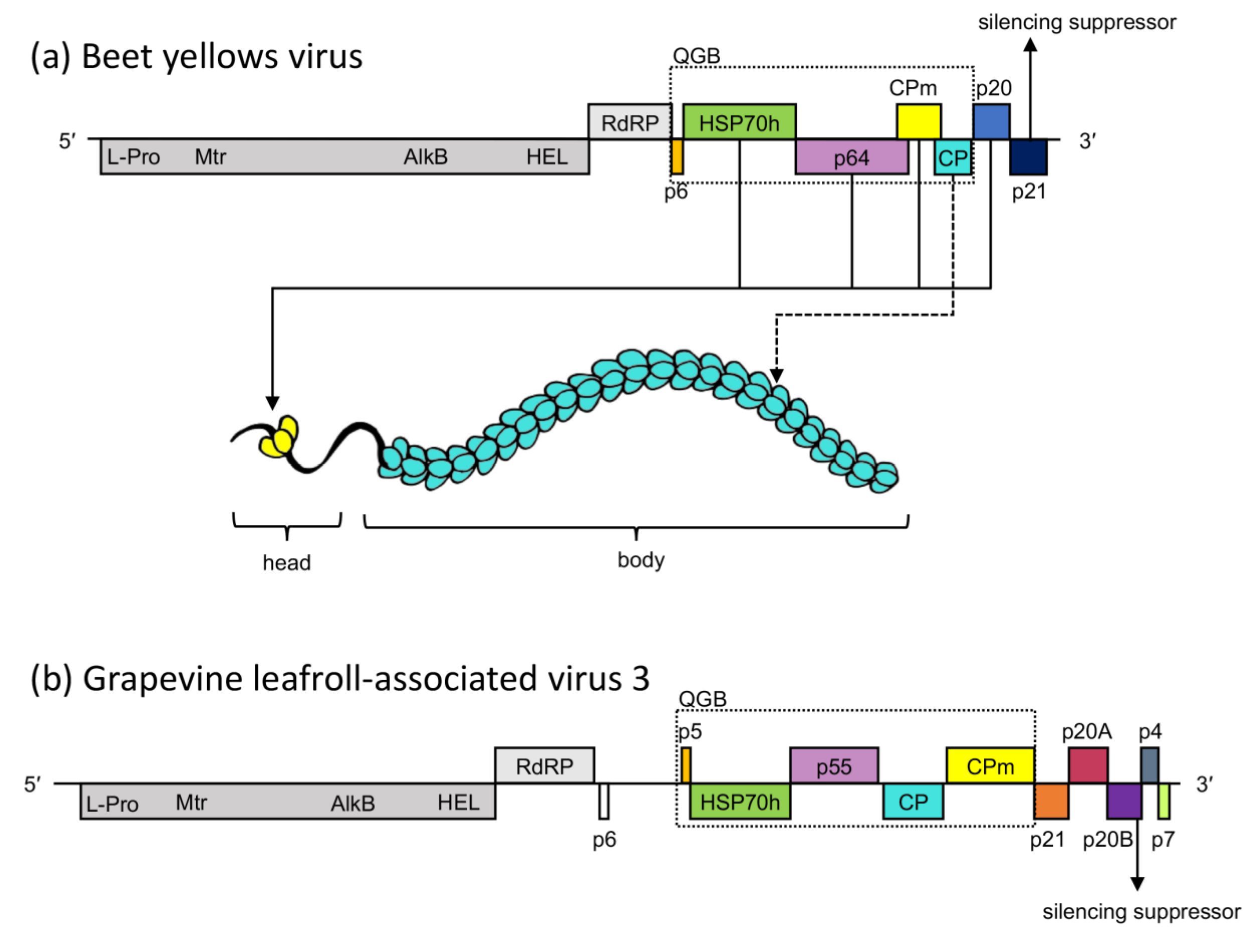 Viruses 15 00208 g001 Viruses 15 00208 g001