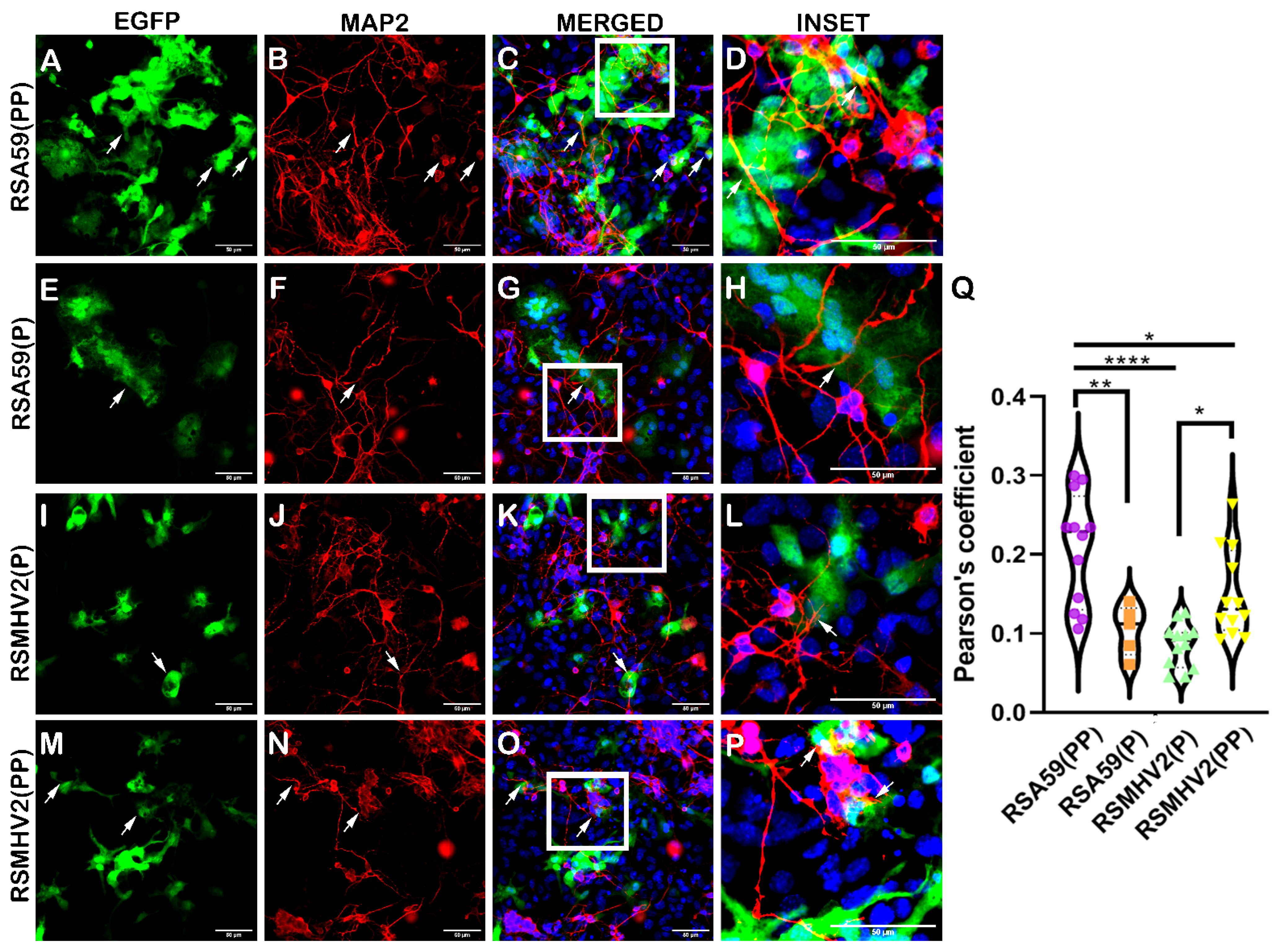 Viruses 15 00215 g001 Viruses 15 00215 g001