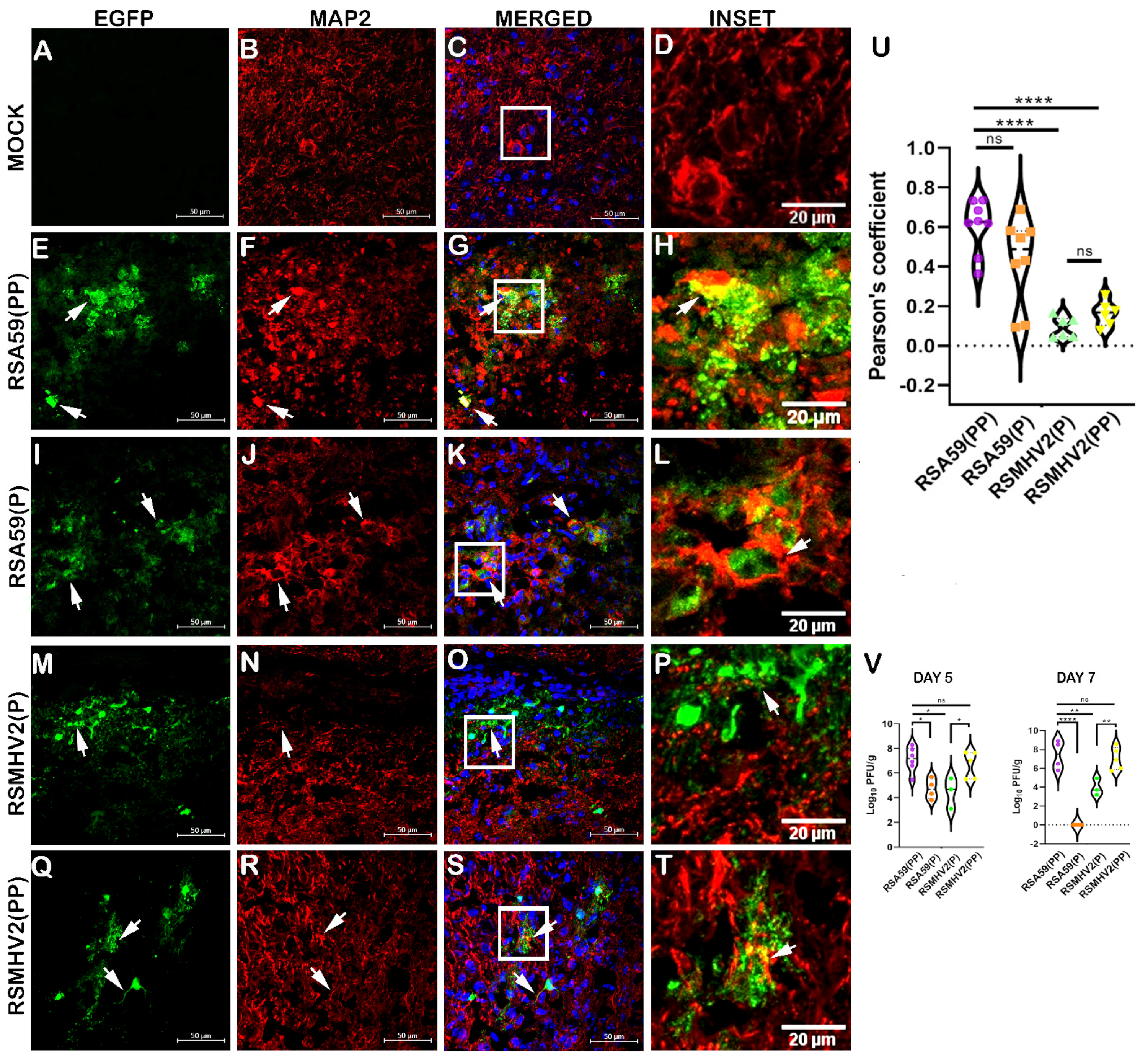 Viruses 15 00215 g002 Viruses 15 00215 g002