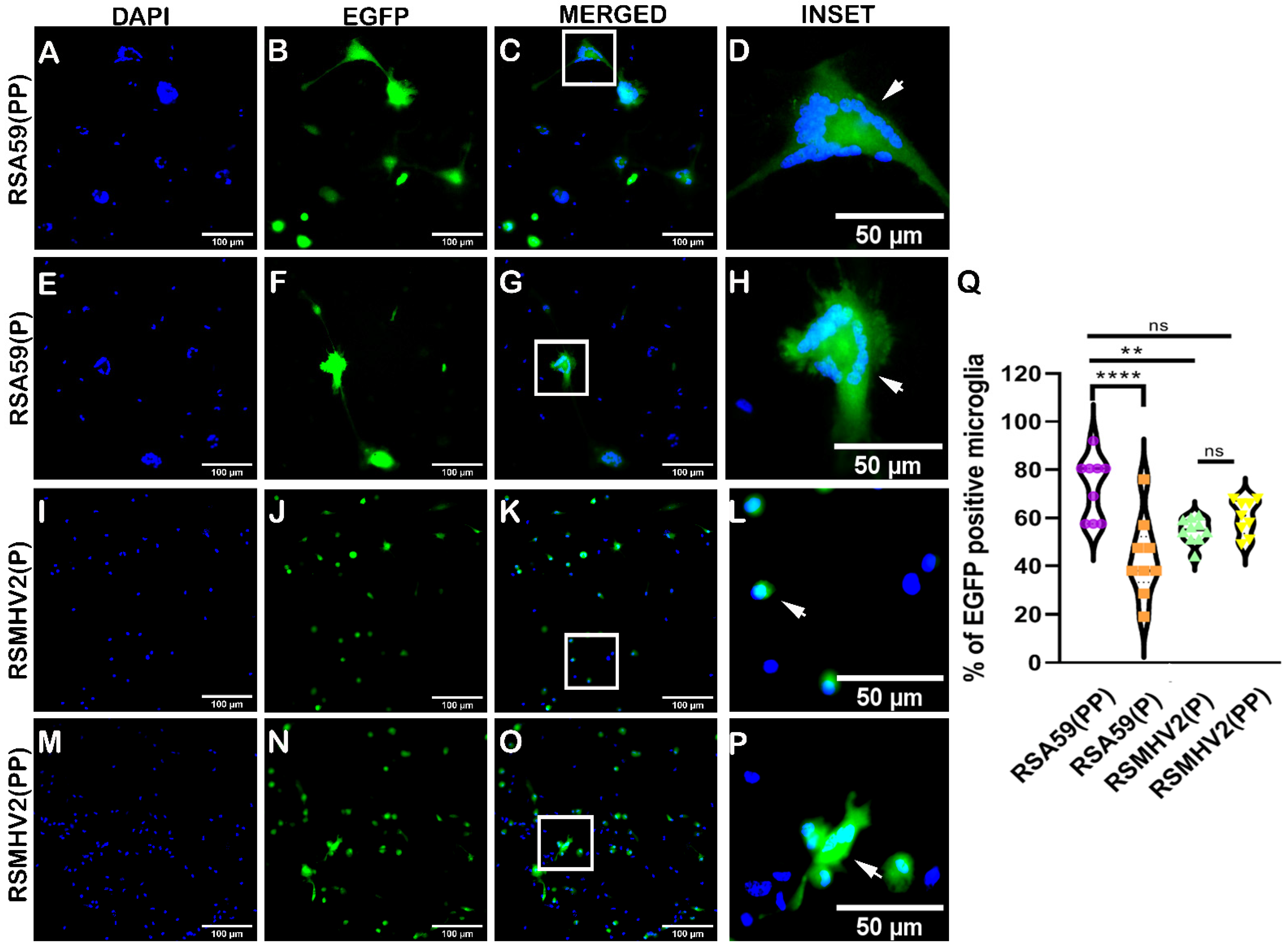 Viruses 15 00215 g003 Viruses 15 00215 g003