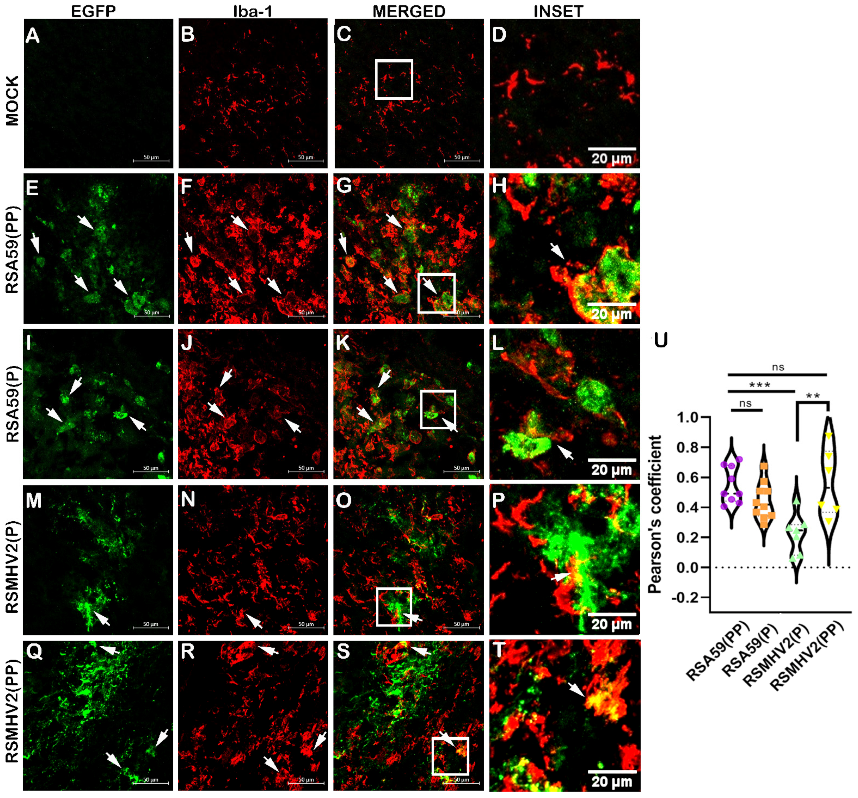 Viruses 15 00215 g004 Viruses 15 00215 g004