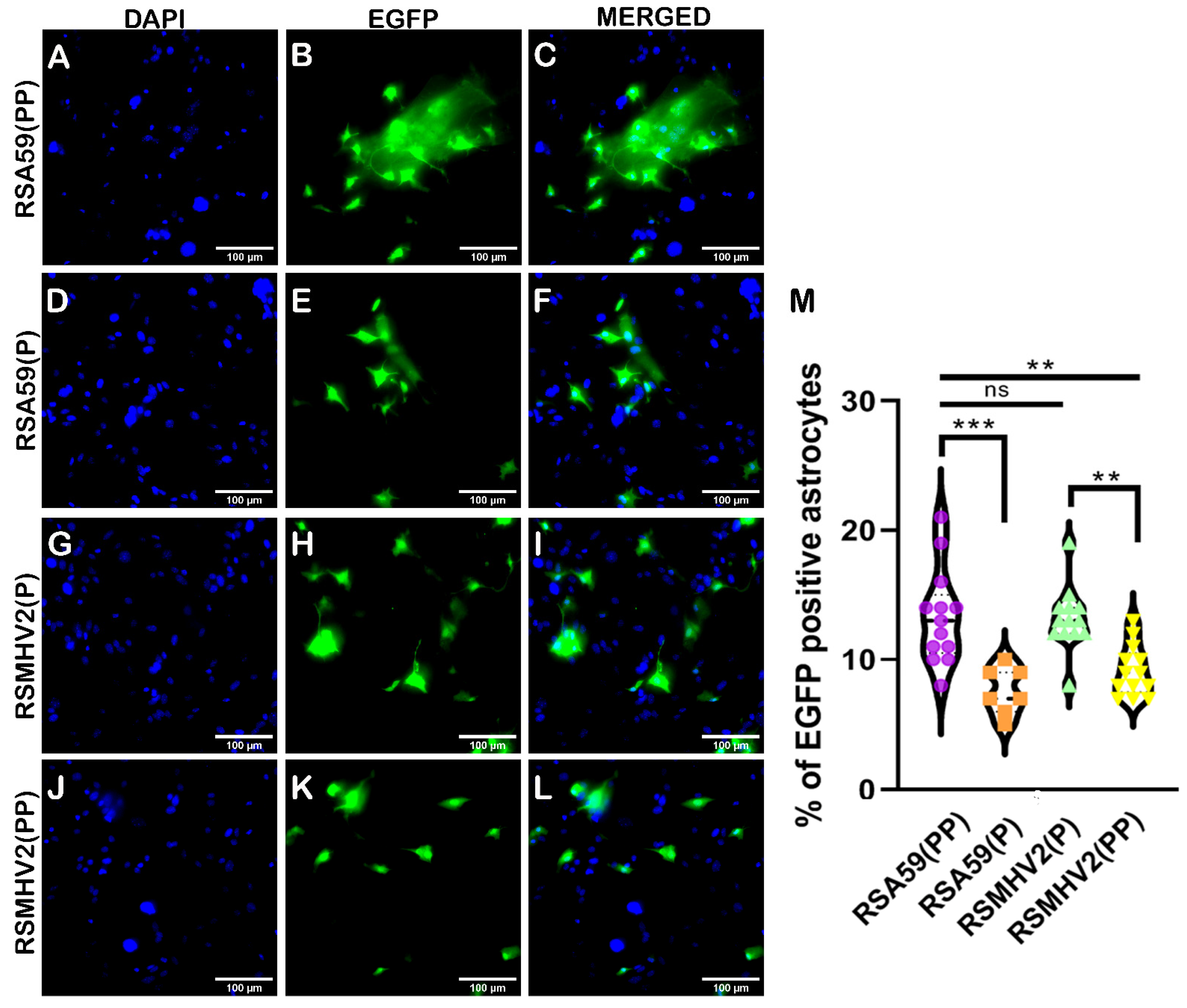 Viruses 15 00215 g005 Viruses 15 00215 g005
