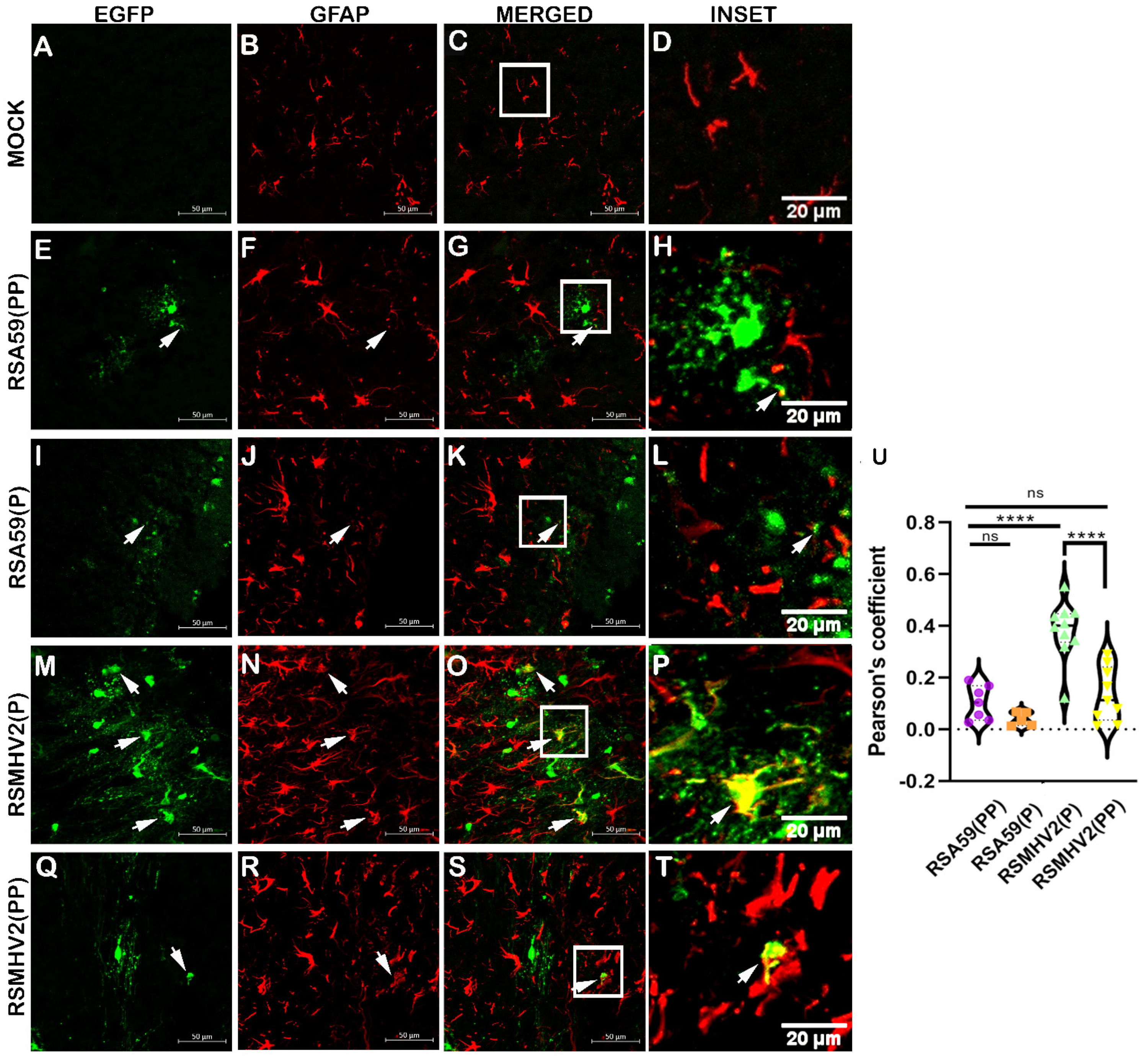 Viruses 15 00215 g006 Viruses 15 00215 g006