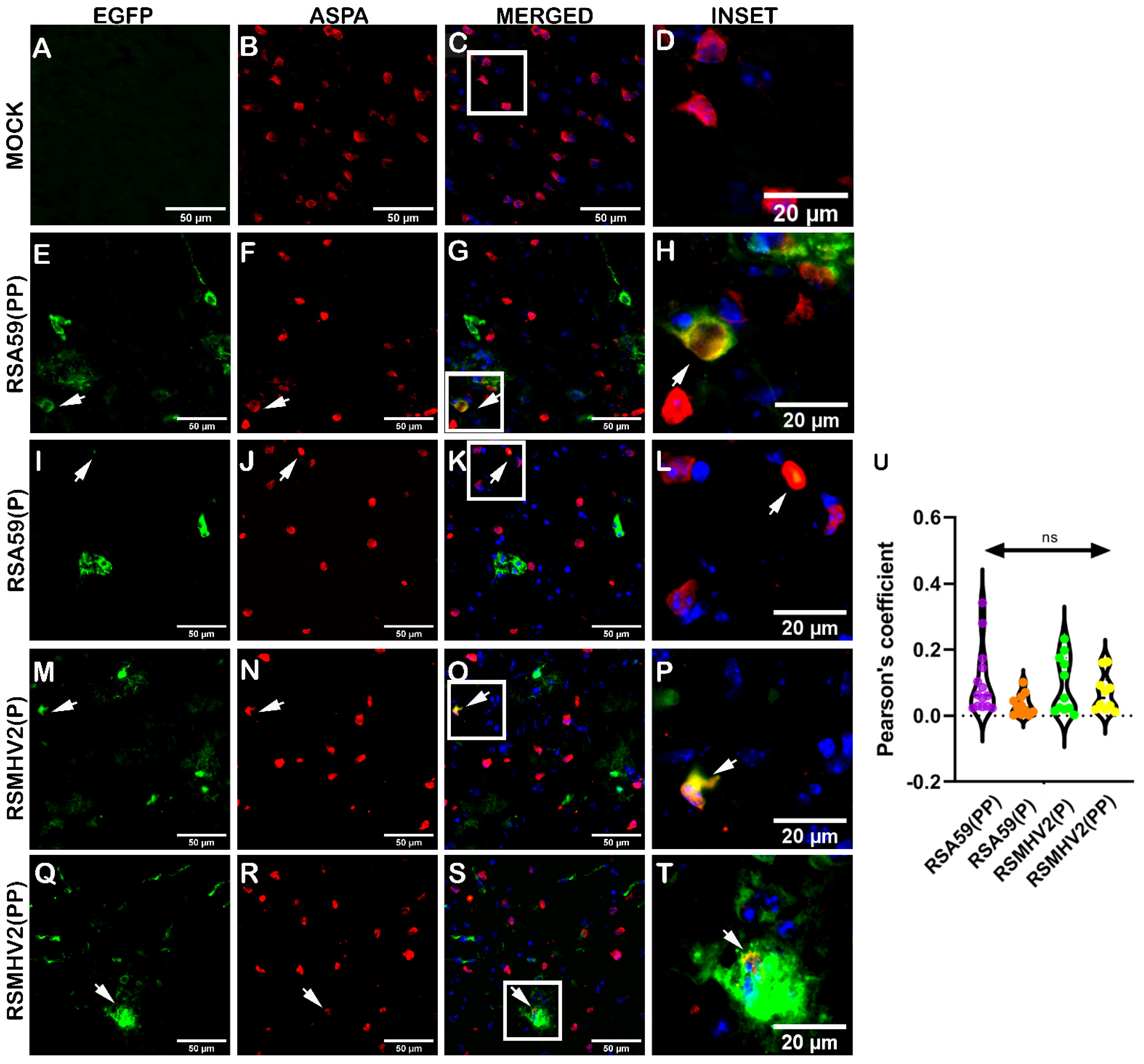 Viruses 15 00215 g008 Viruses 15 00215 g008