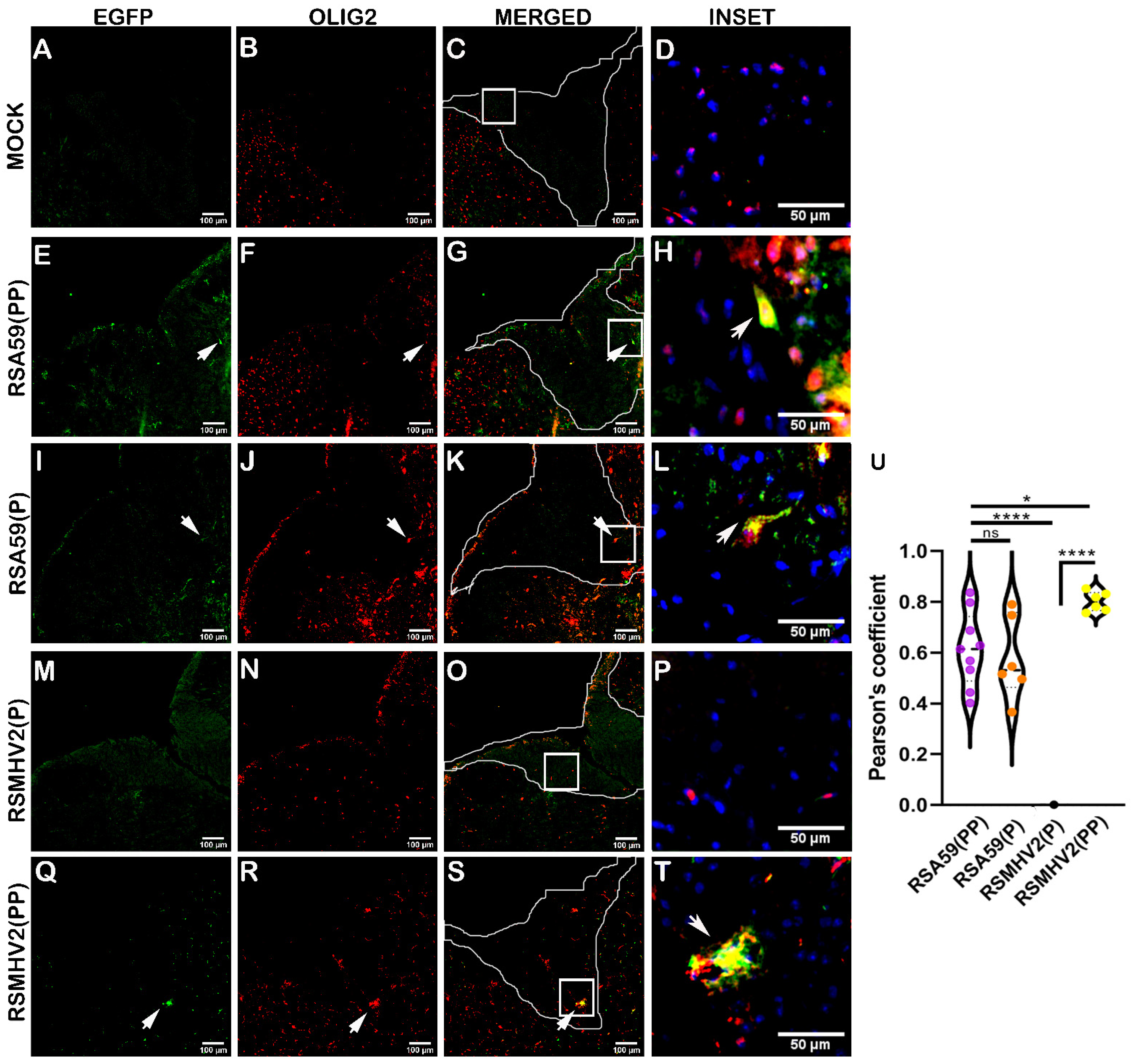 Viruses 15 00215 g009 Viruses 15 00215 g009