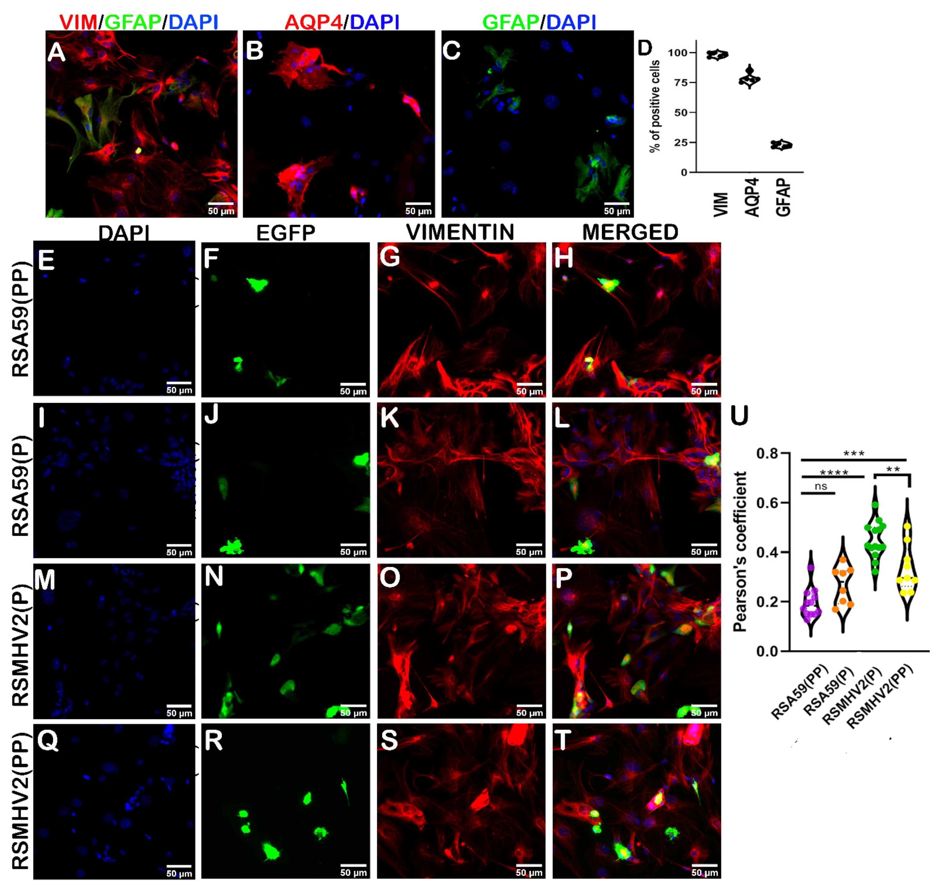 Viruses 15 00215 g010 Viruses 15 00215 g010