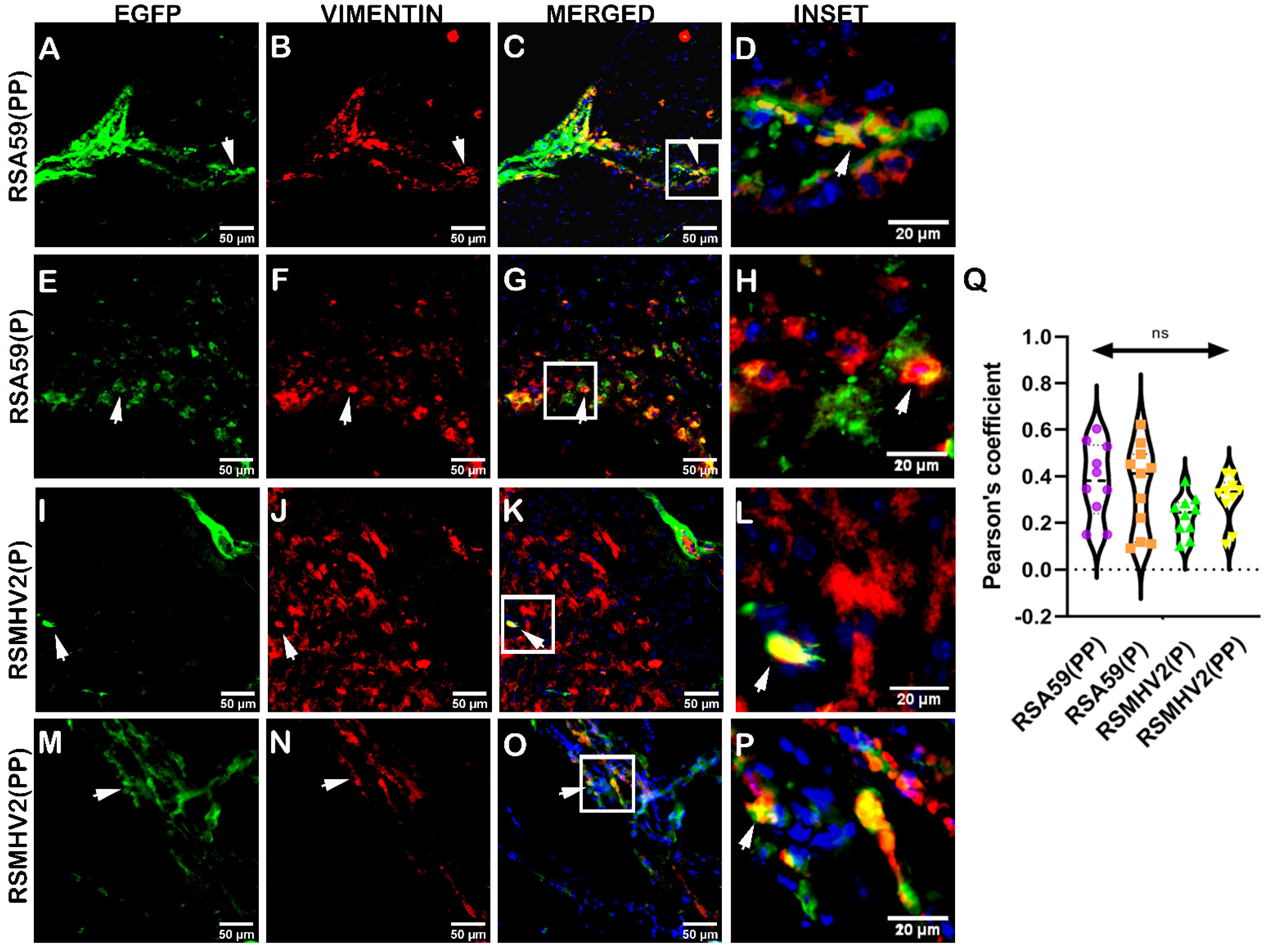 Viruses 15 00215 g011 Viruses 15 00215 g011
