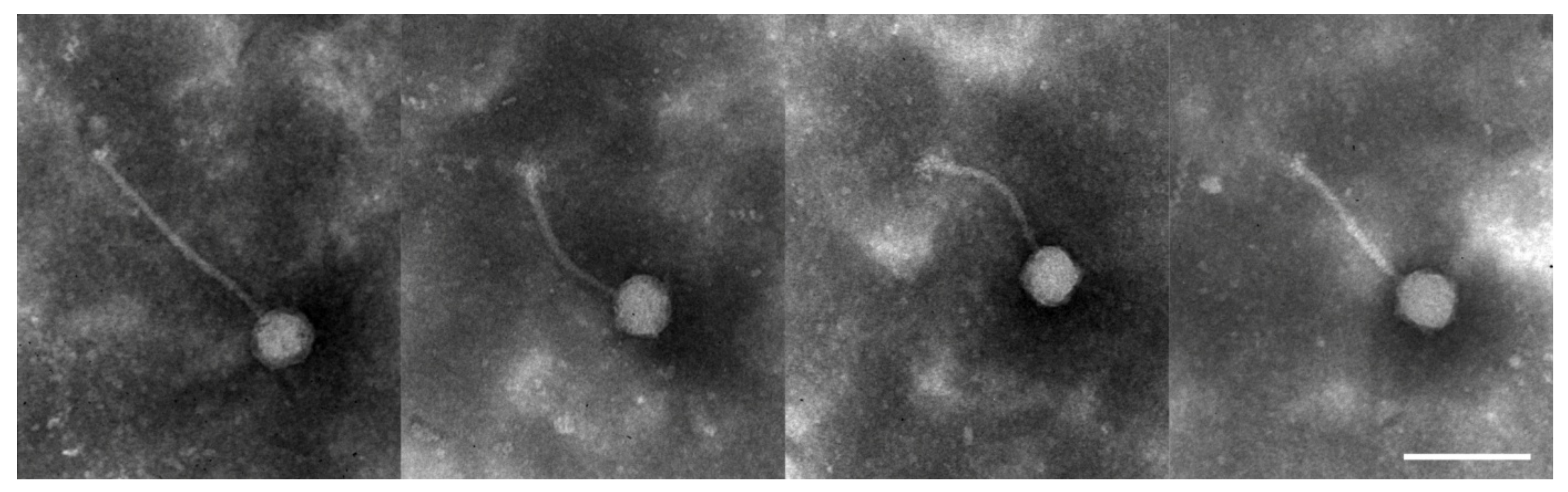 Viruses 15 00216 g001