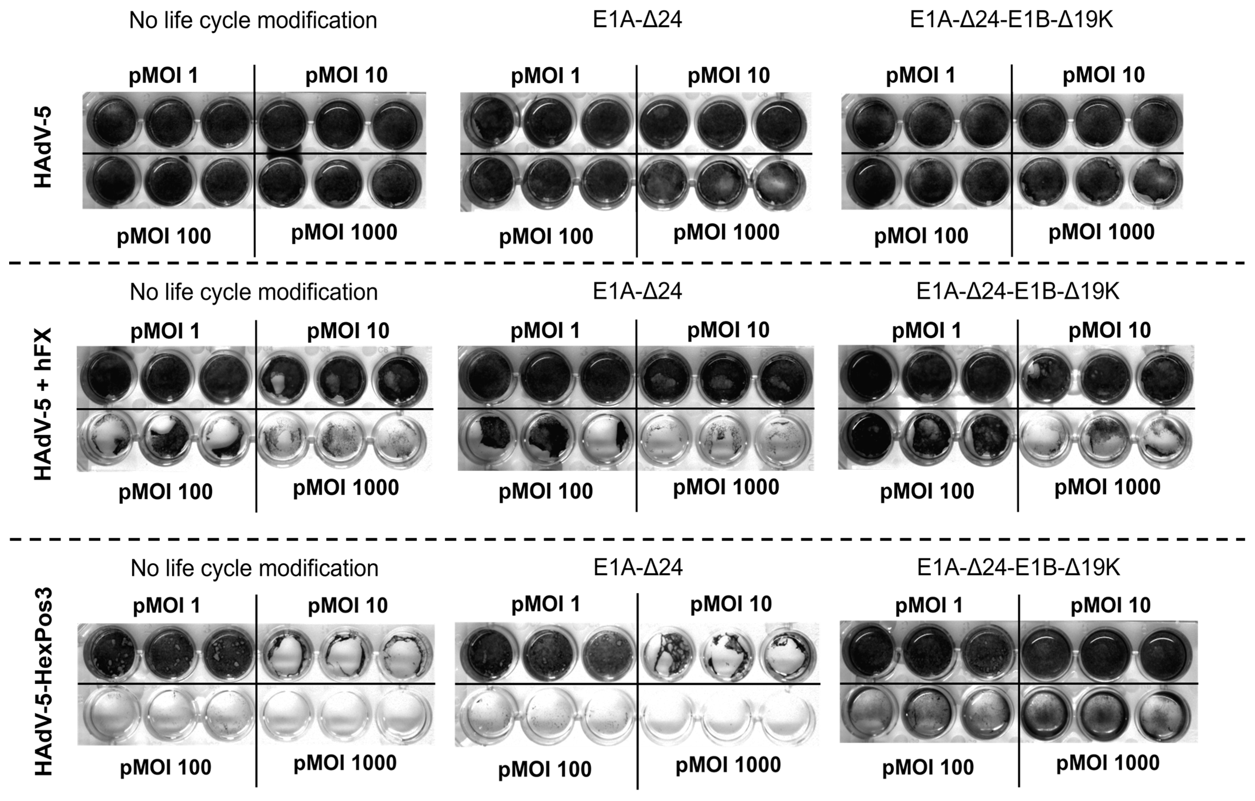Viruses 15 00218 g001 Viruses 15 00218 g001