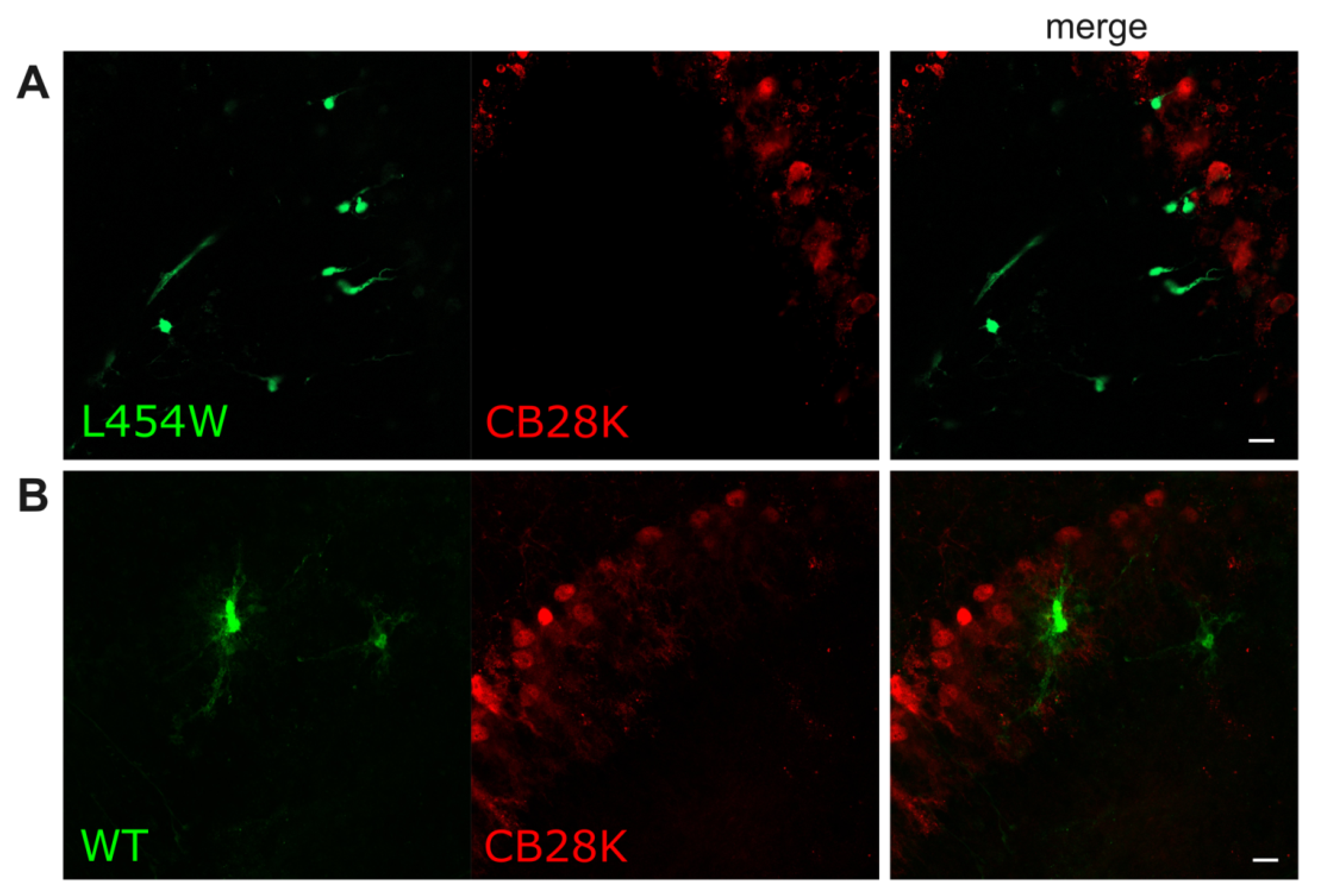Viruses 15 00229 g008 Viruses 15 00229 g008