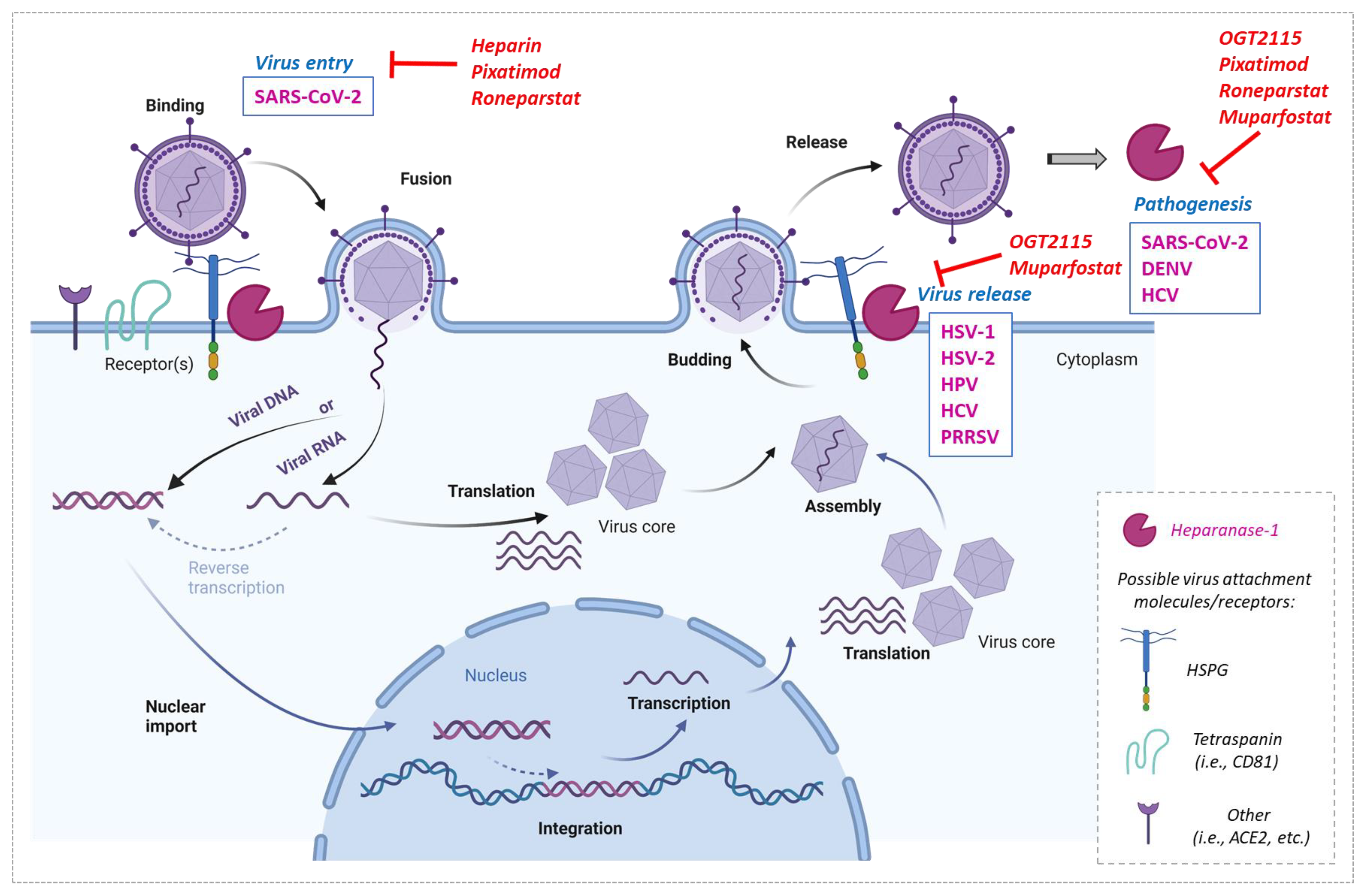 Viruses 15 00237 g002