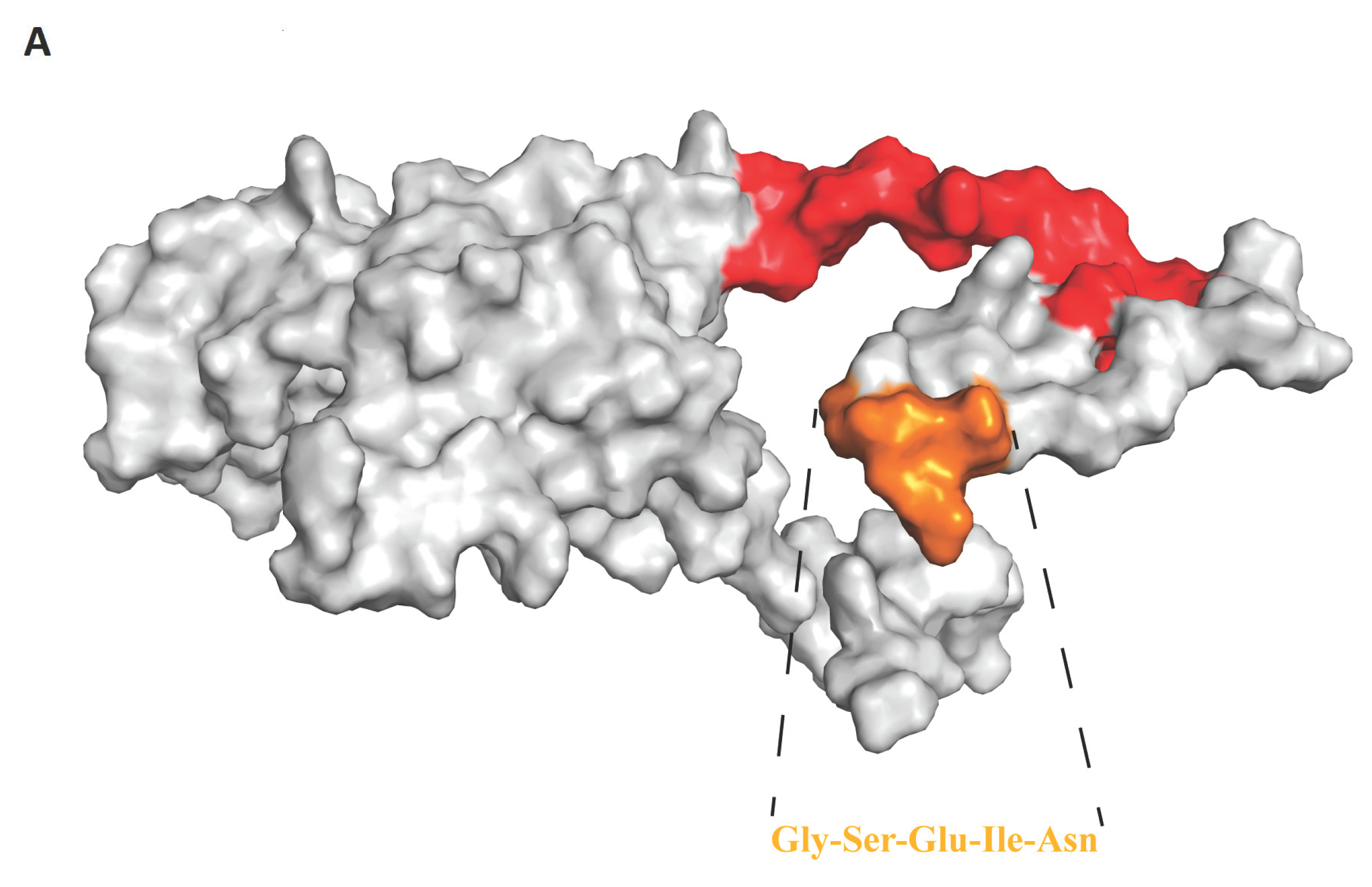 Viruses 15 00240 g004a Viruses 15 00240 g004a