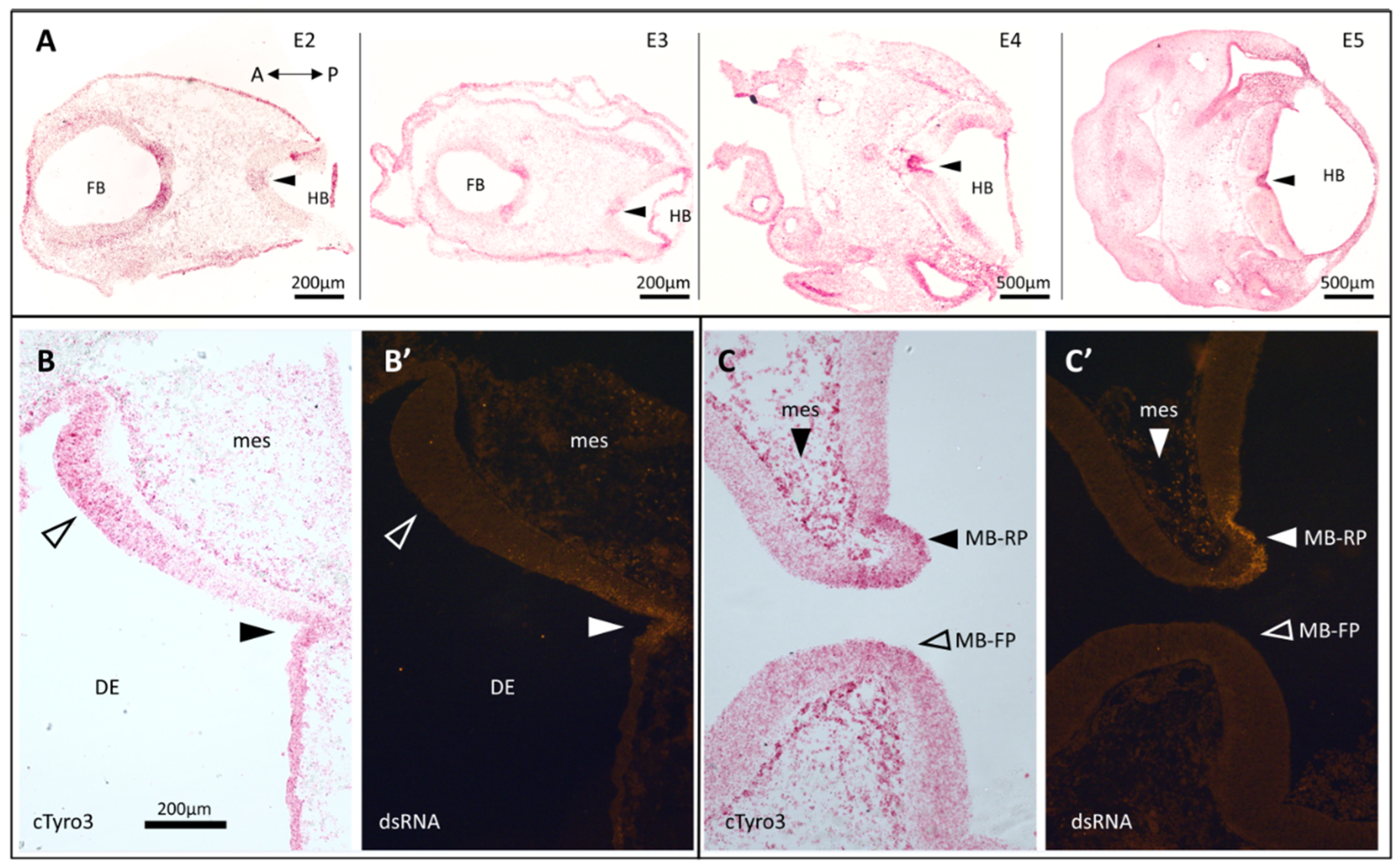 Exploring the Expression and Function of cTyro3, a Candidate