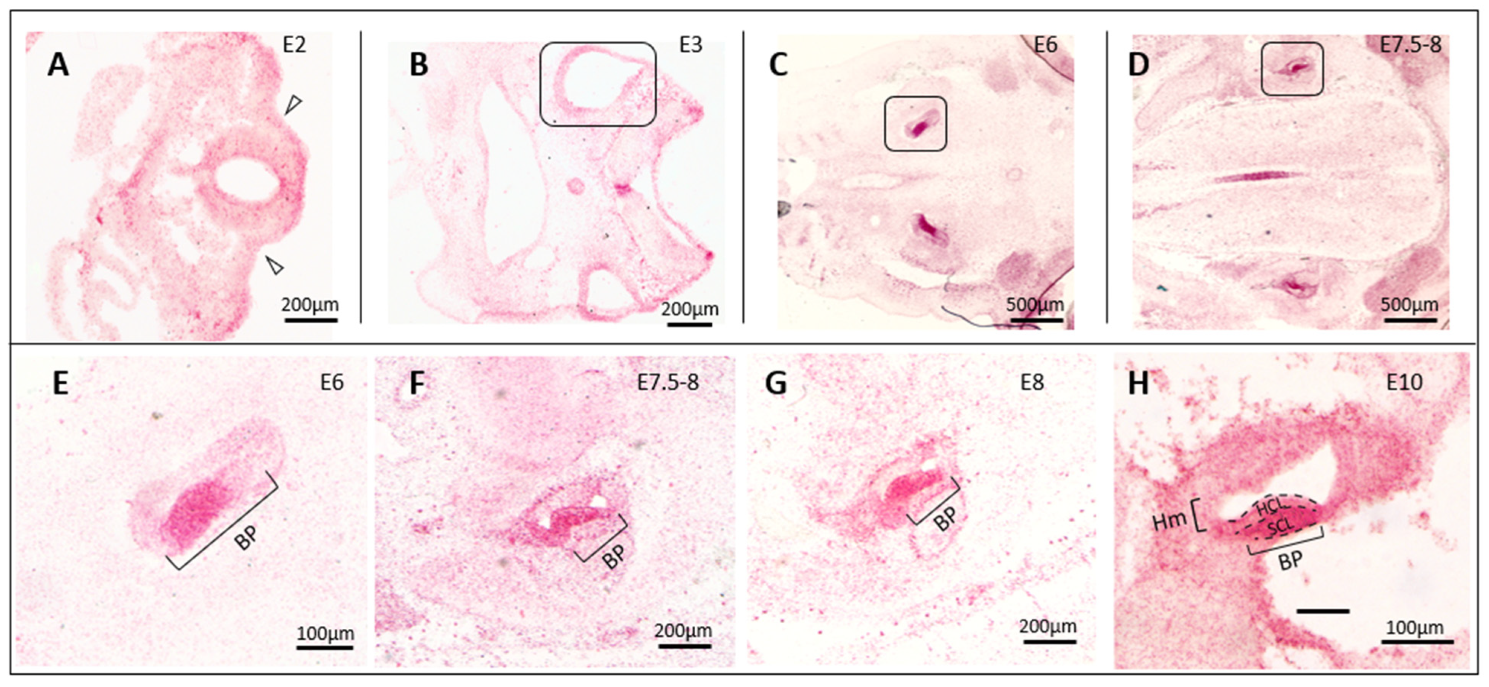 Viruses 15 00247 g002 Viruses 15 00247 g002