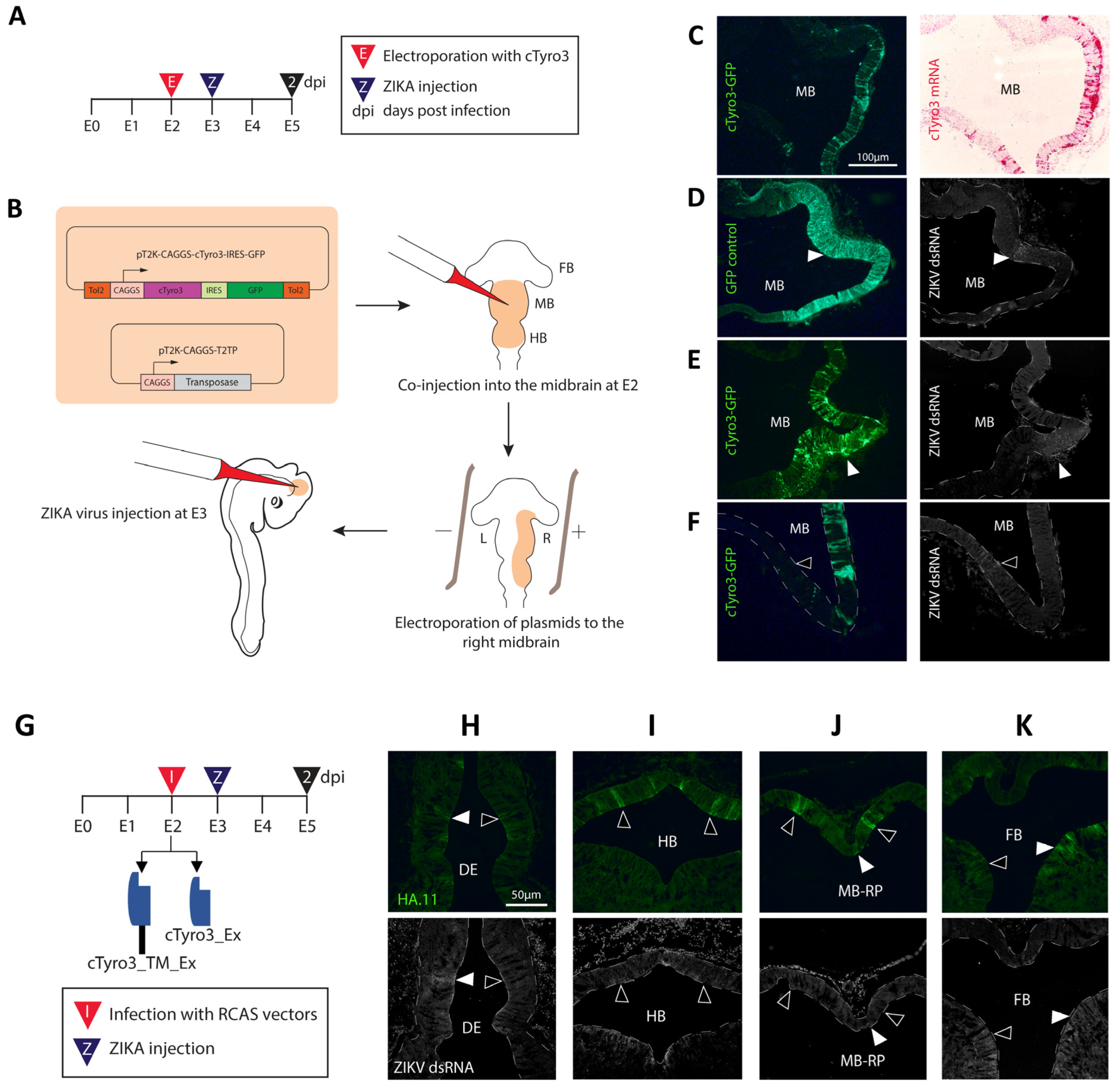 Viruses 15 00247 g004 Viruses 15 00247 g004