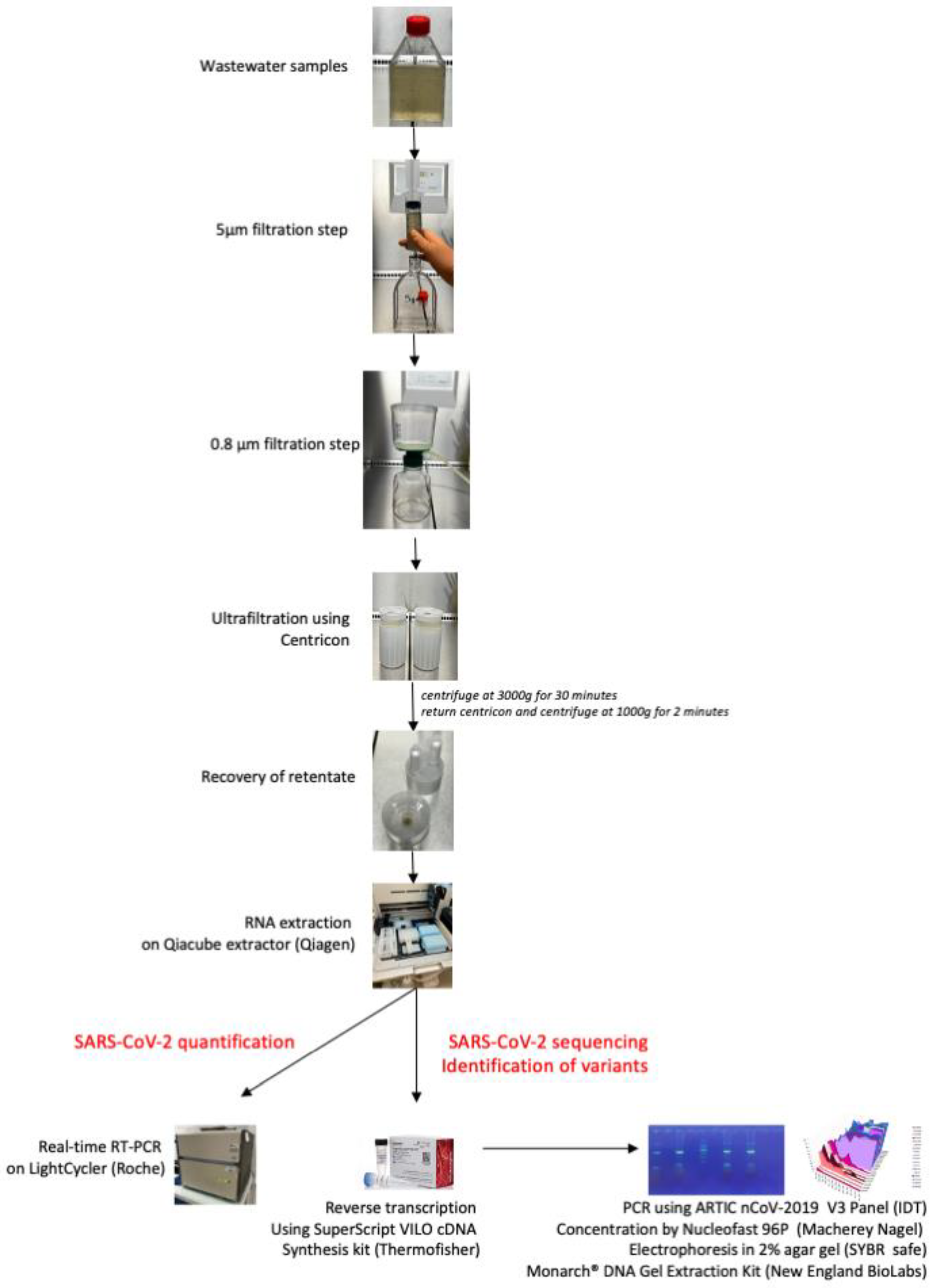 Viruses 15 00268 g006
