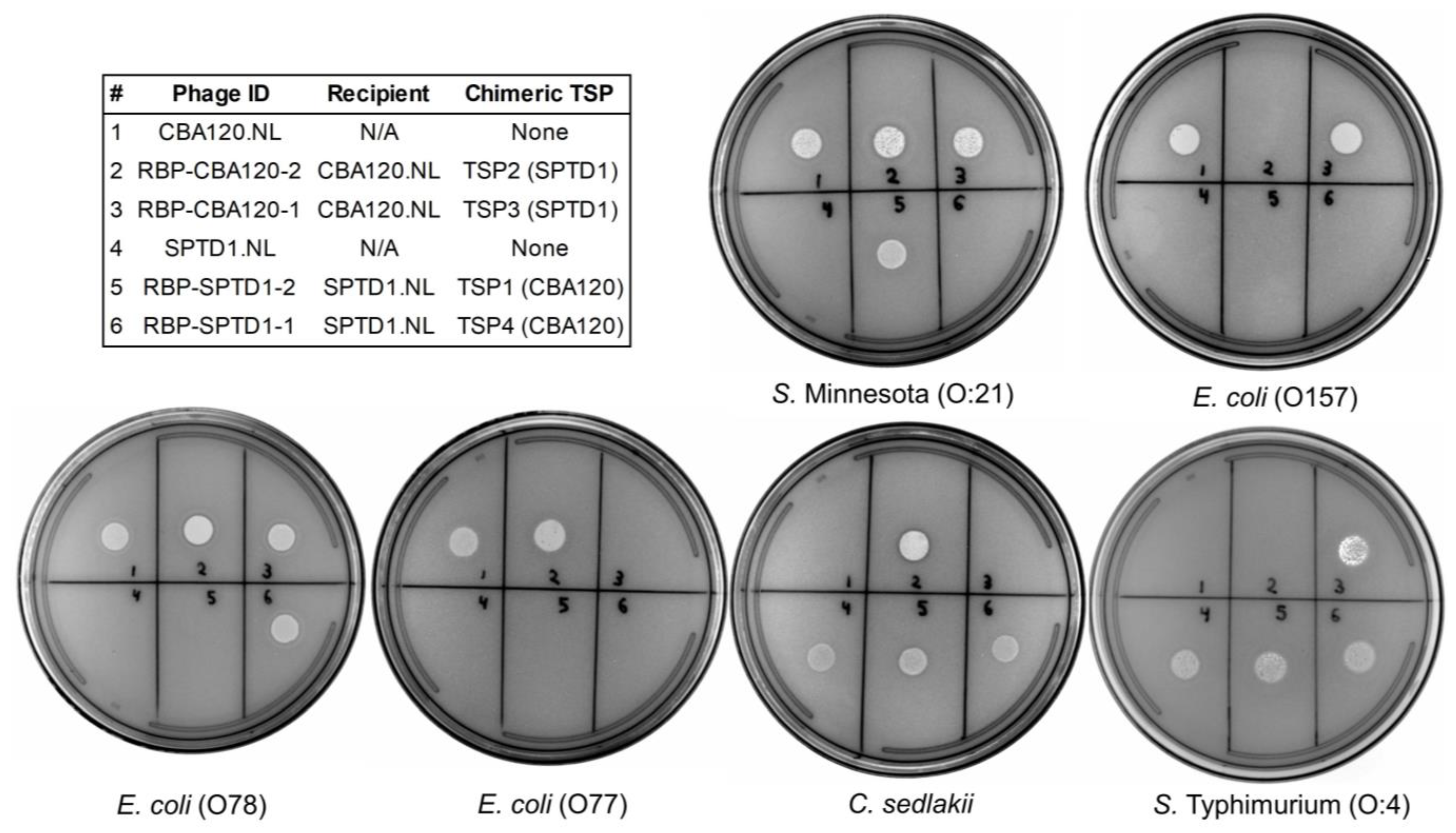 Viruses 15 00286 g003 Viruses 15 00286 g003