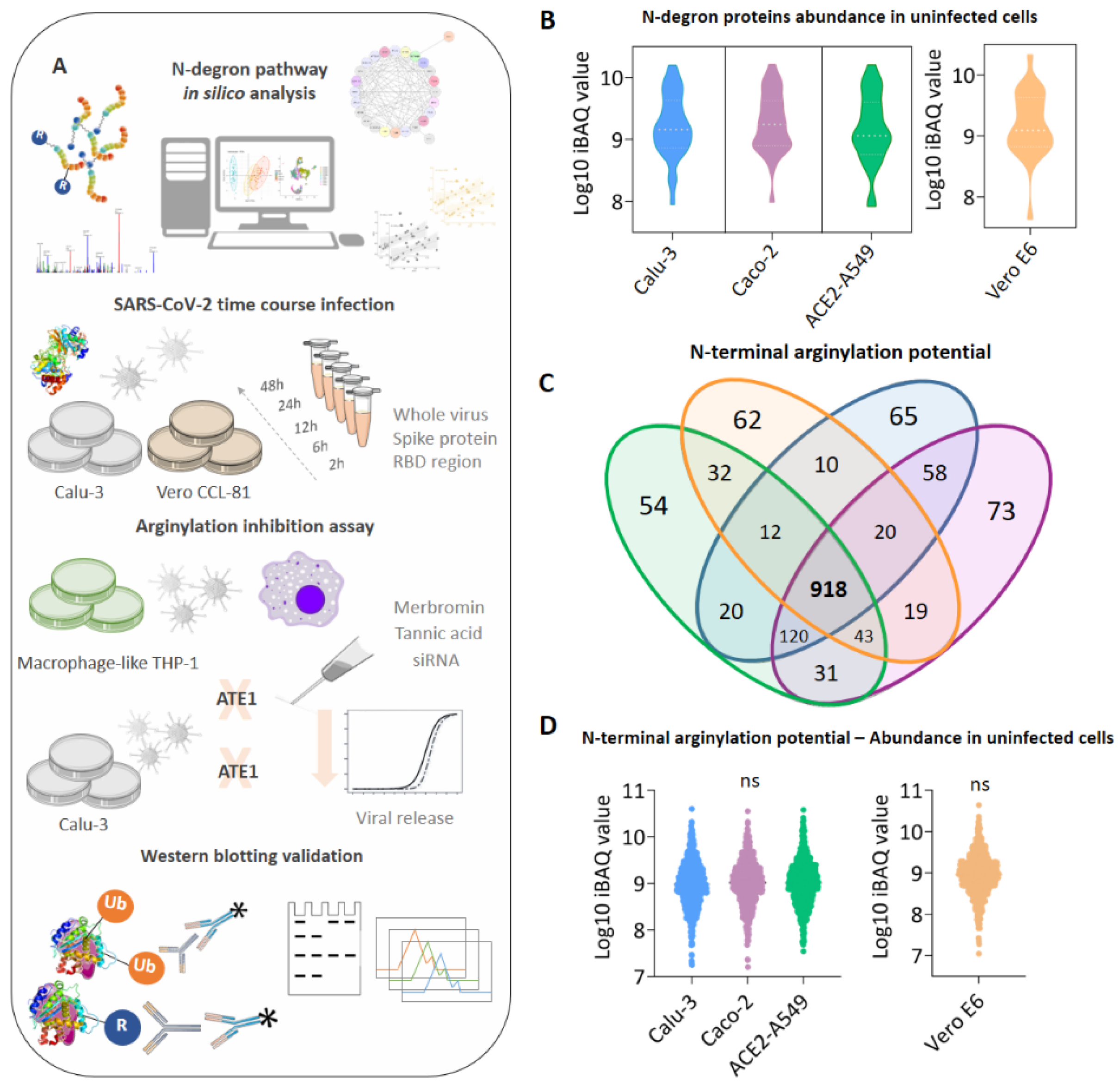 Viruses 15 00290 g001 Viruses 15 00290 g001