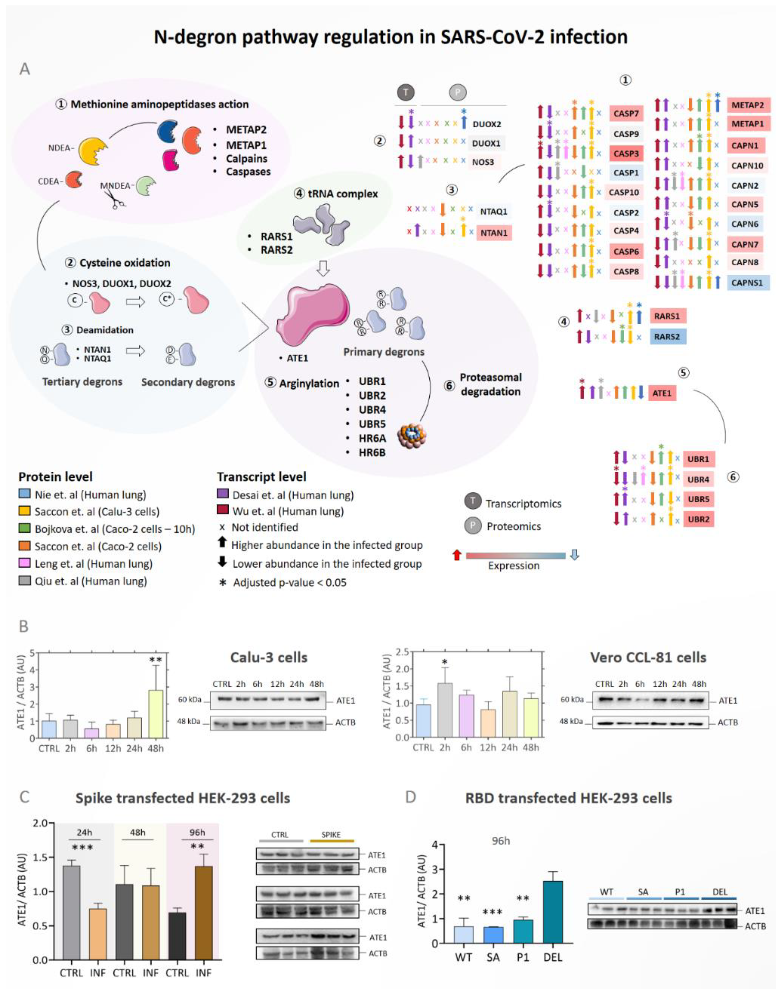 Viruses 15 00290 g002 Viruses 15 00290 g002
