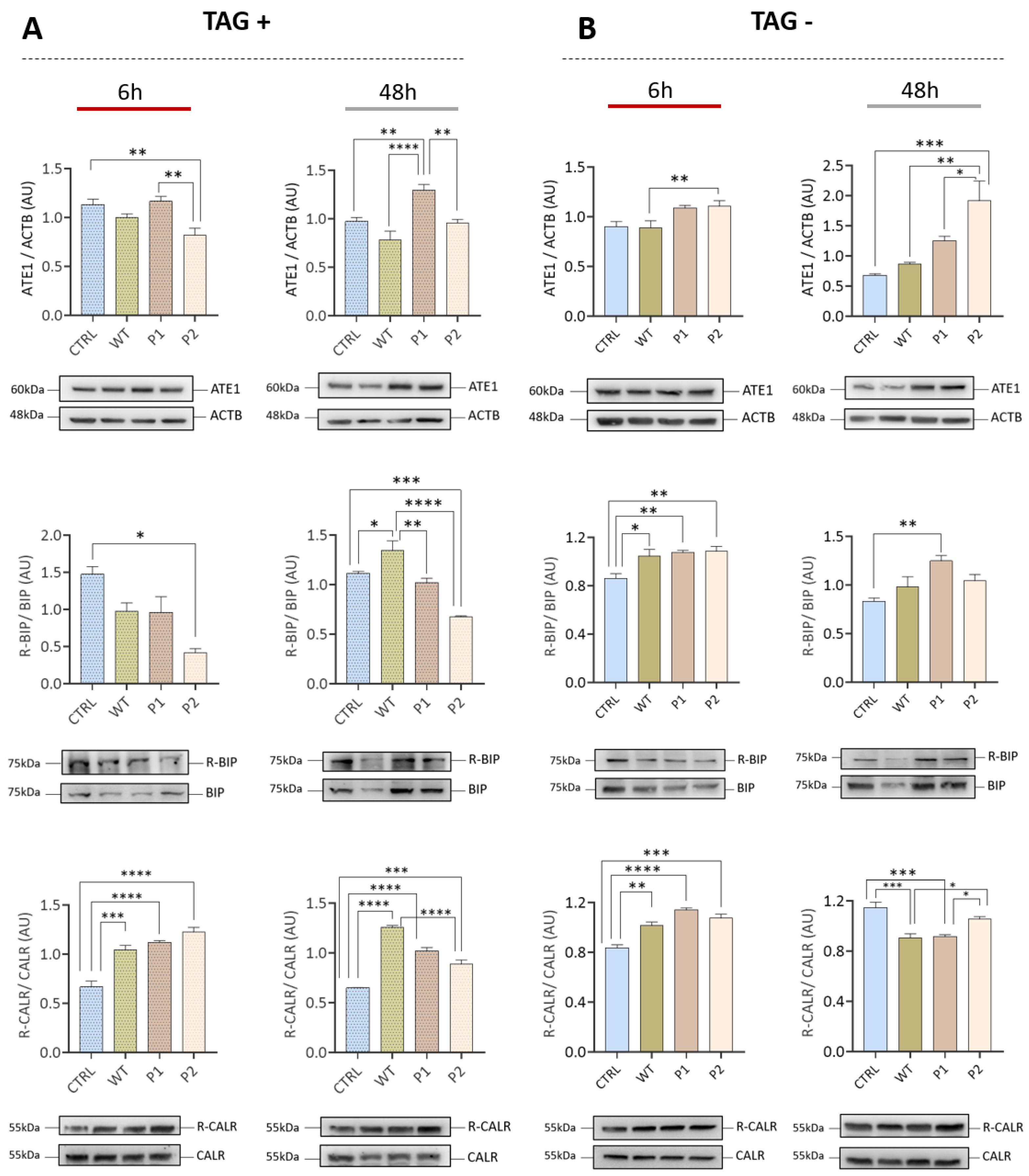 Viruses 15 00290 g005 Viruses 15 00290 g005