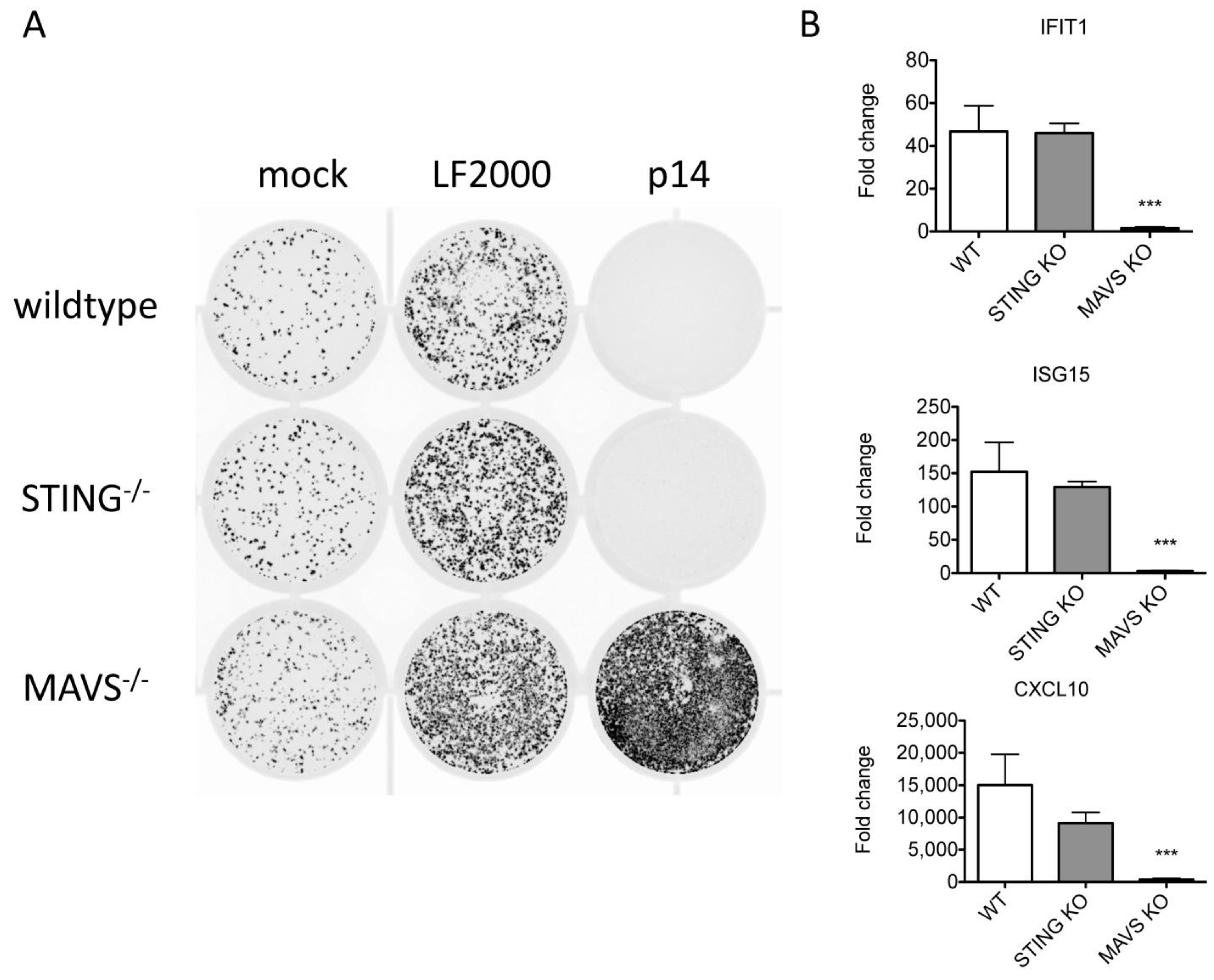 Viruses 15 00301 g002 Viruses 15 00301 g002