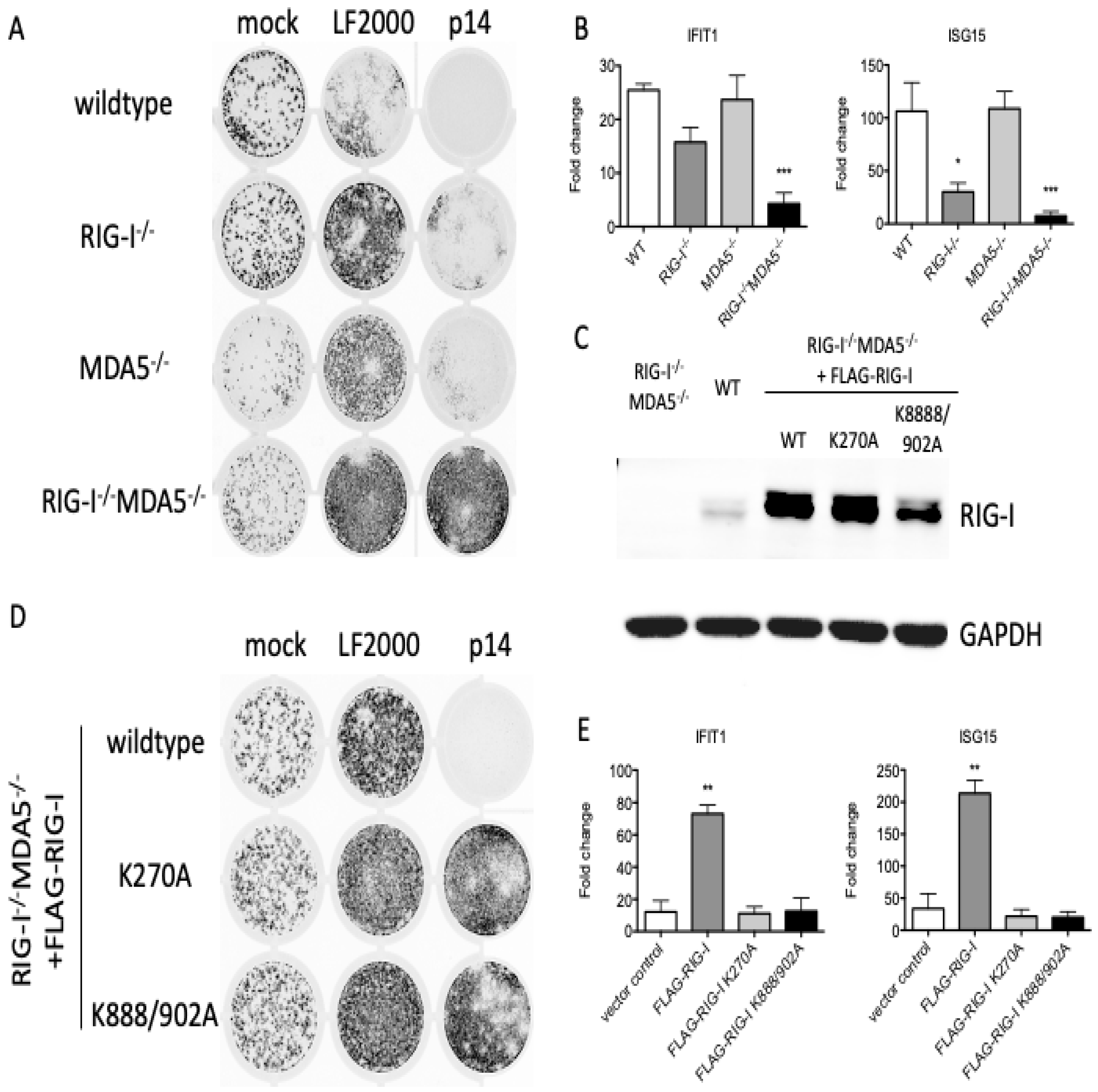 Viruses 15 00301 g003 Viruses 15 00301 g003