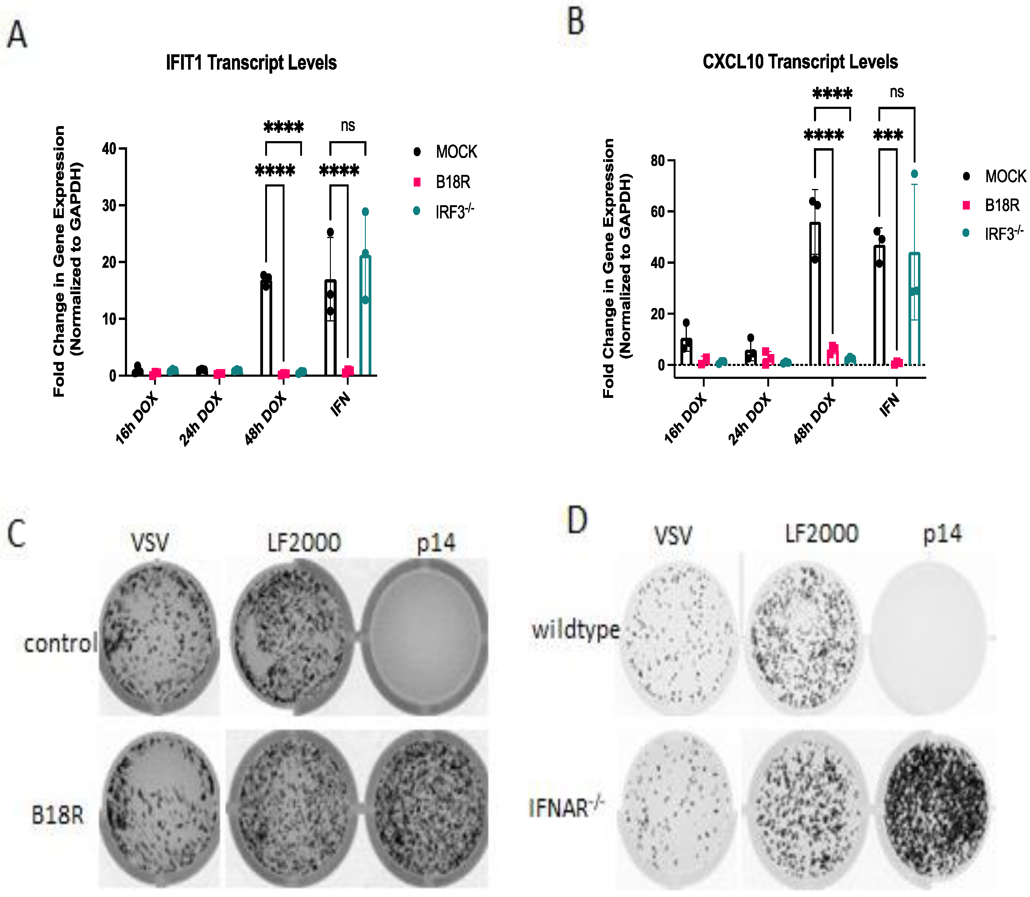 Viruses 15 00301 g007 Viruses 15 00301 g007