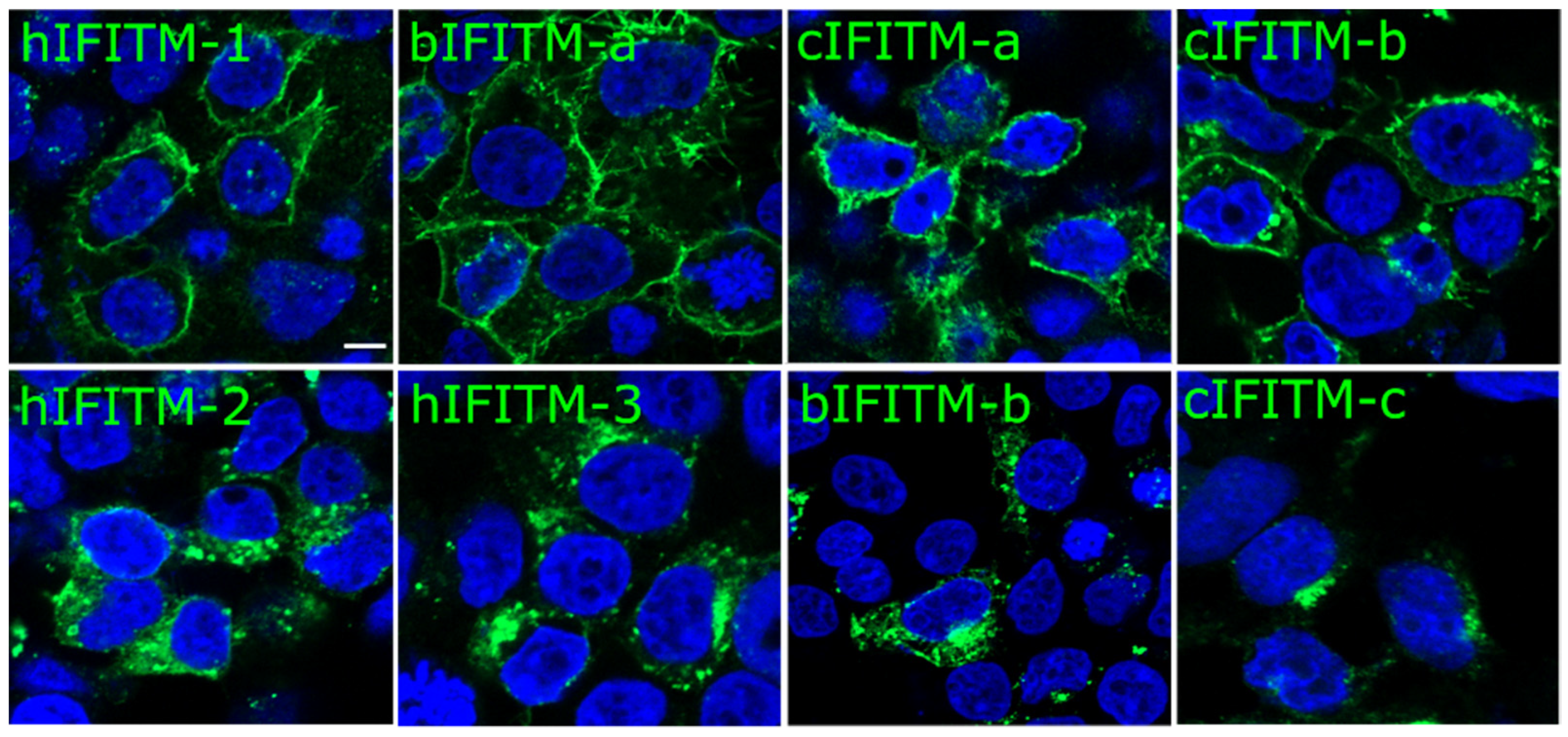 Viruses 15 00306 g003 Viruses 15 00306 g003