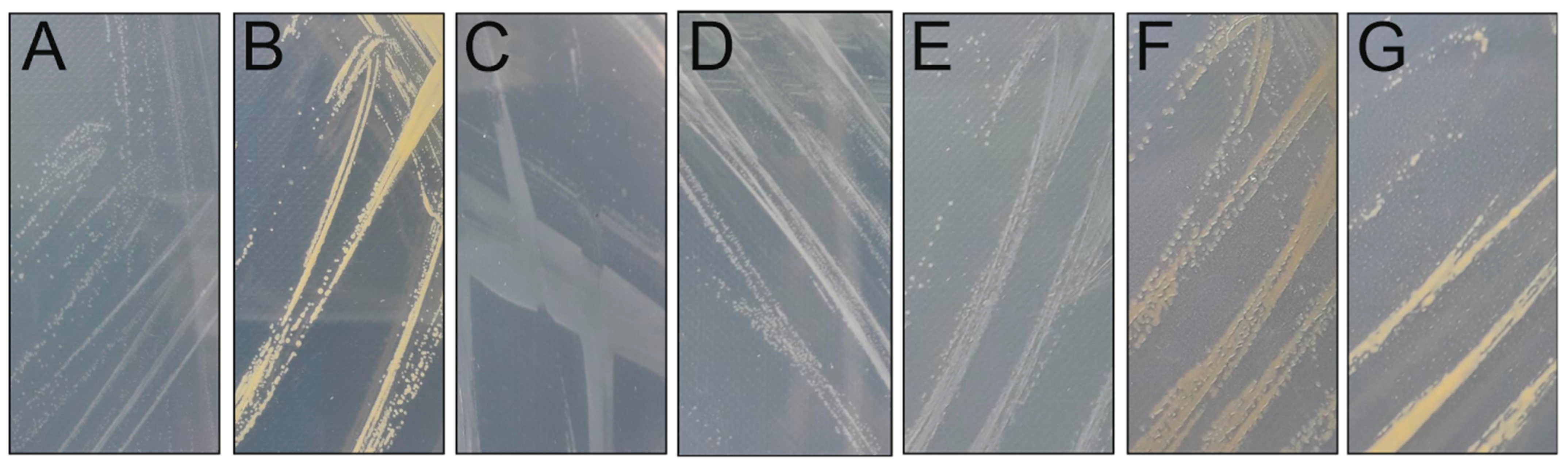 Viruses 15 00307 g001 Viruses 15 00307 g001