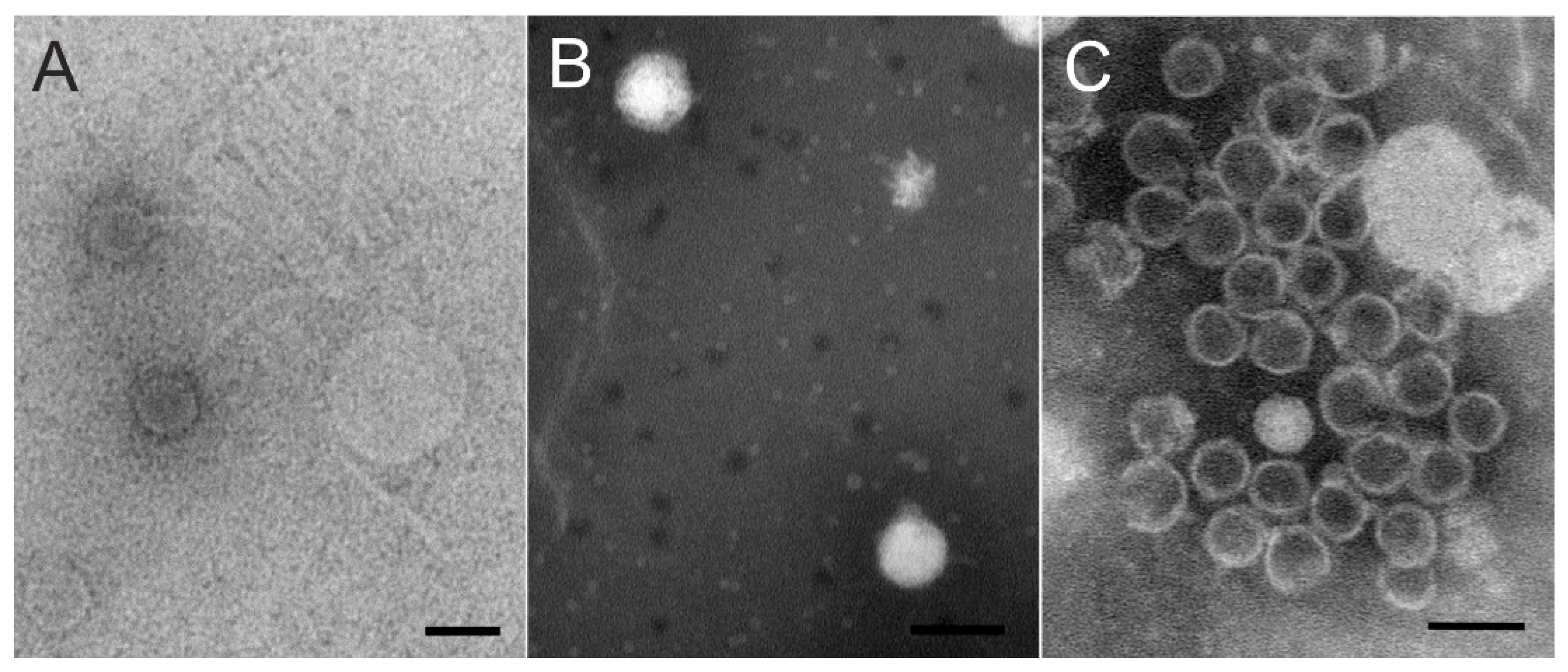 Viruses 15 00307 g004 Viruses 15 00307 g004