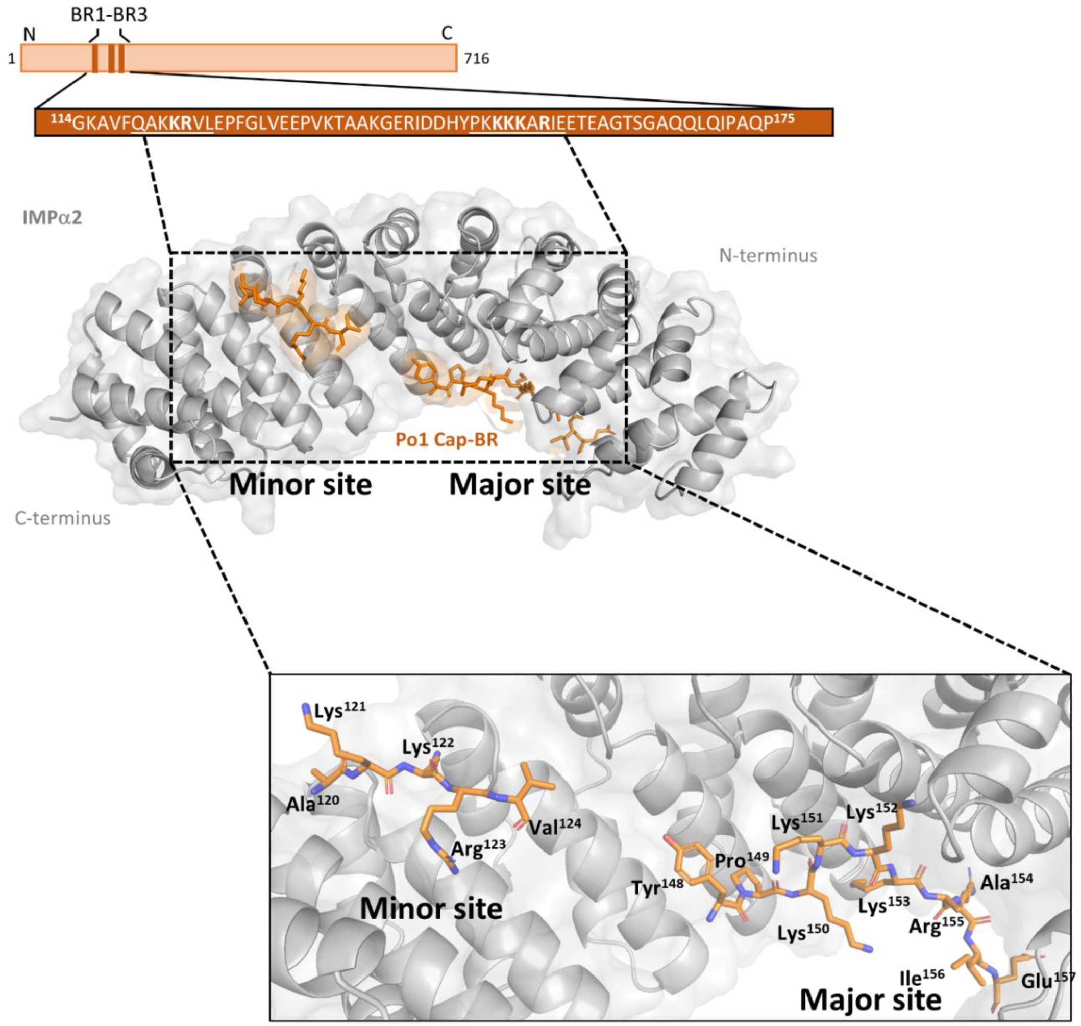 Viruses 15 00315 g003