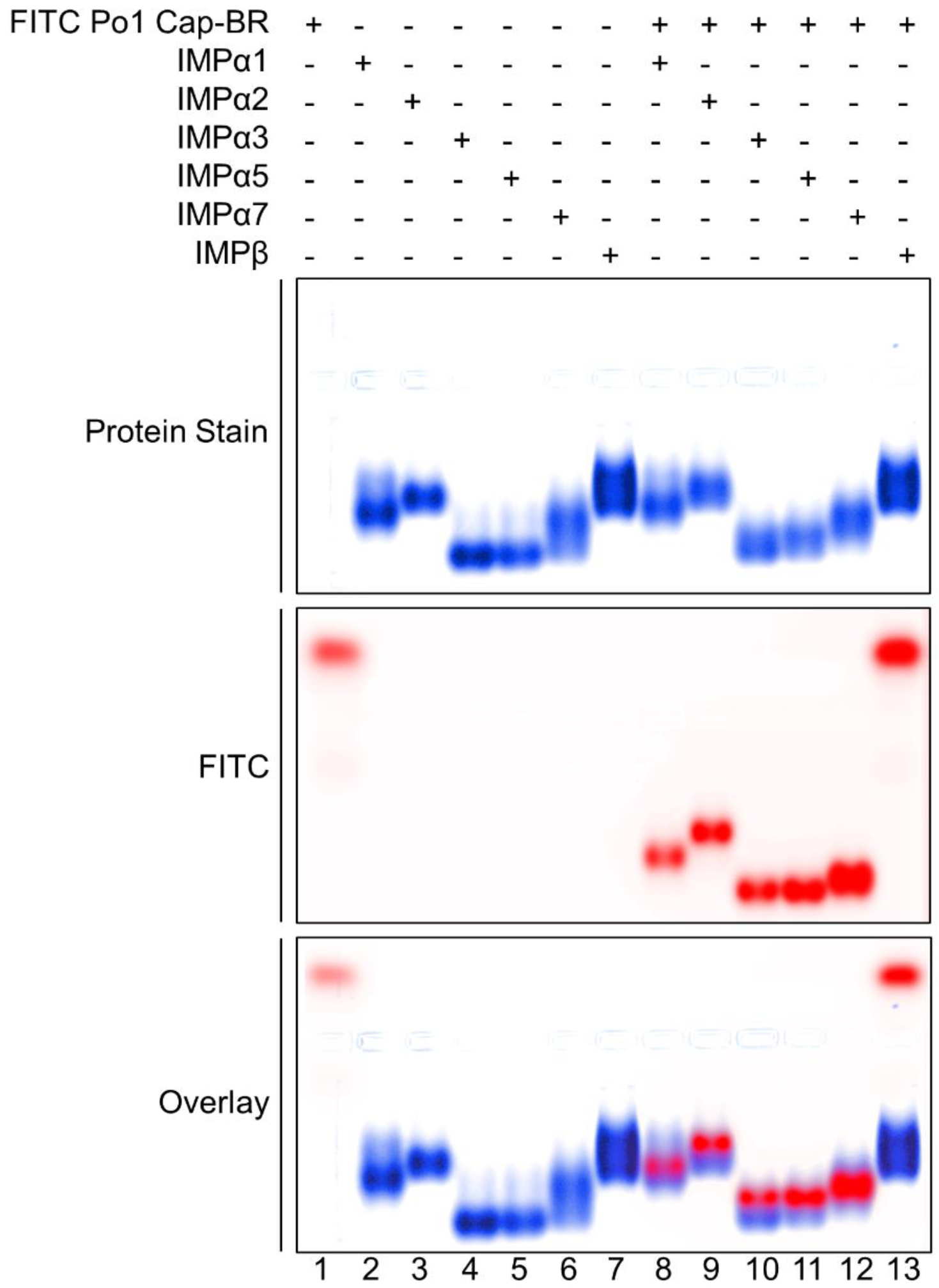 Viruses 15 00315 g005