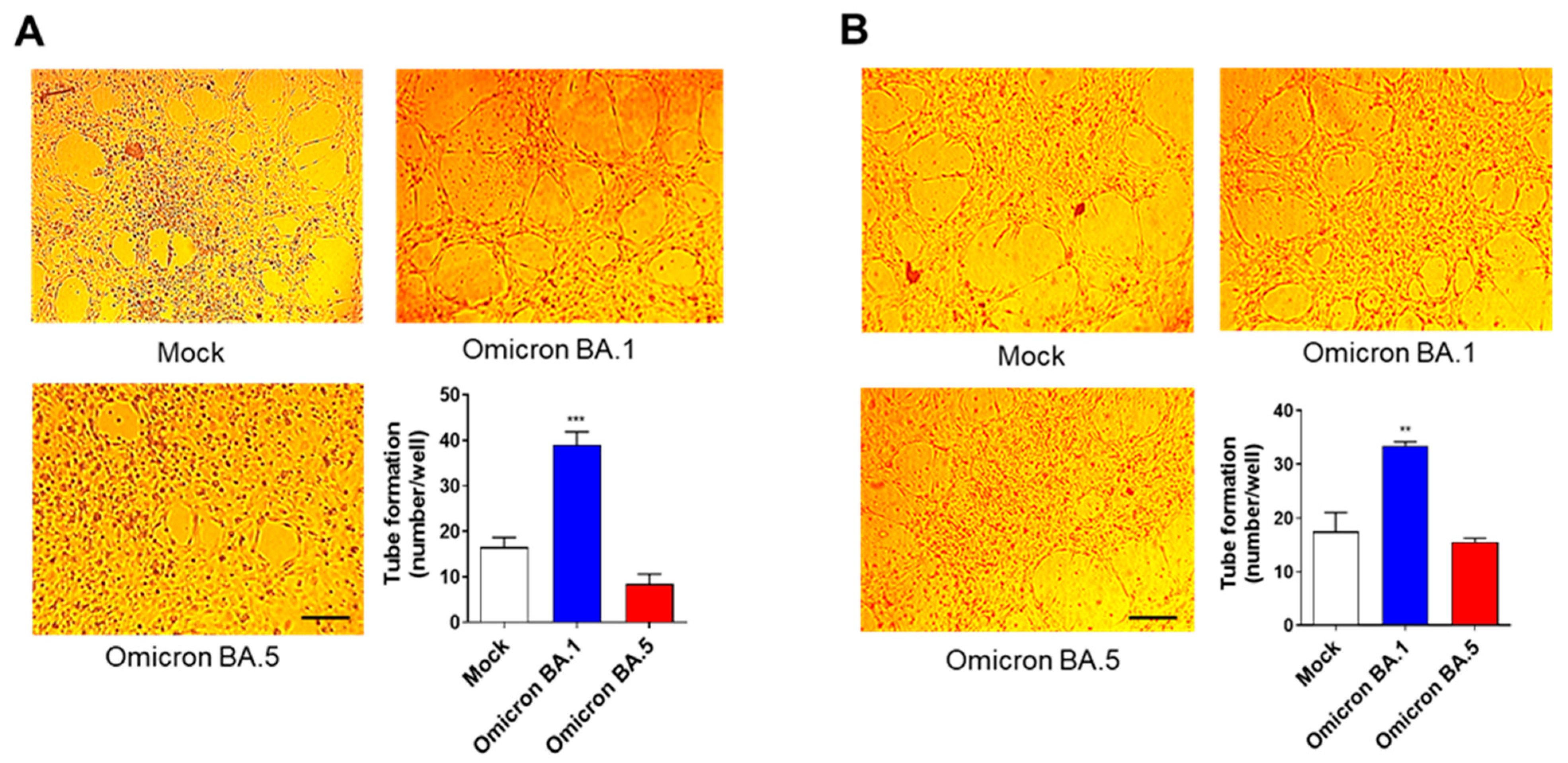 Viruses 15 00332 g005