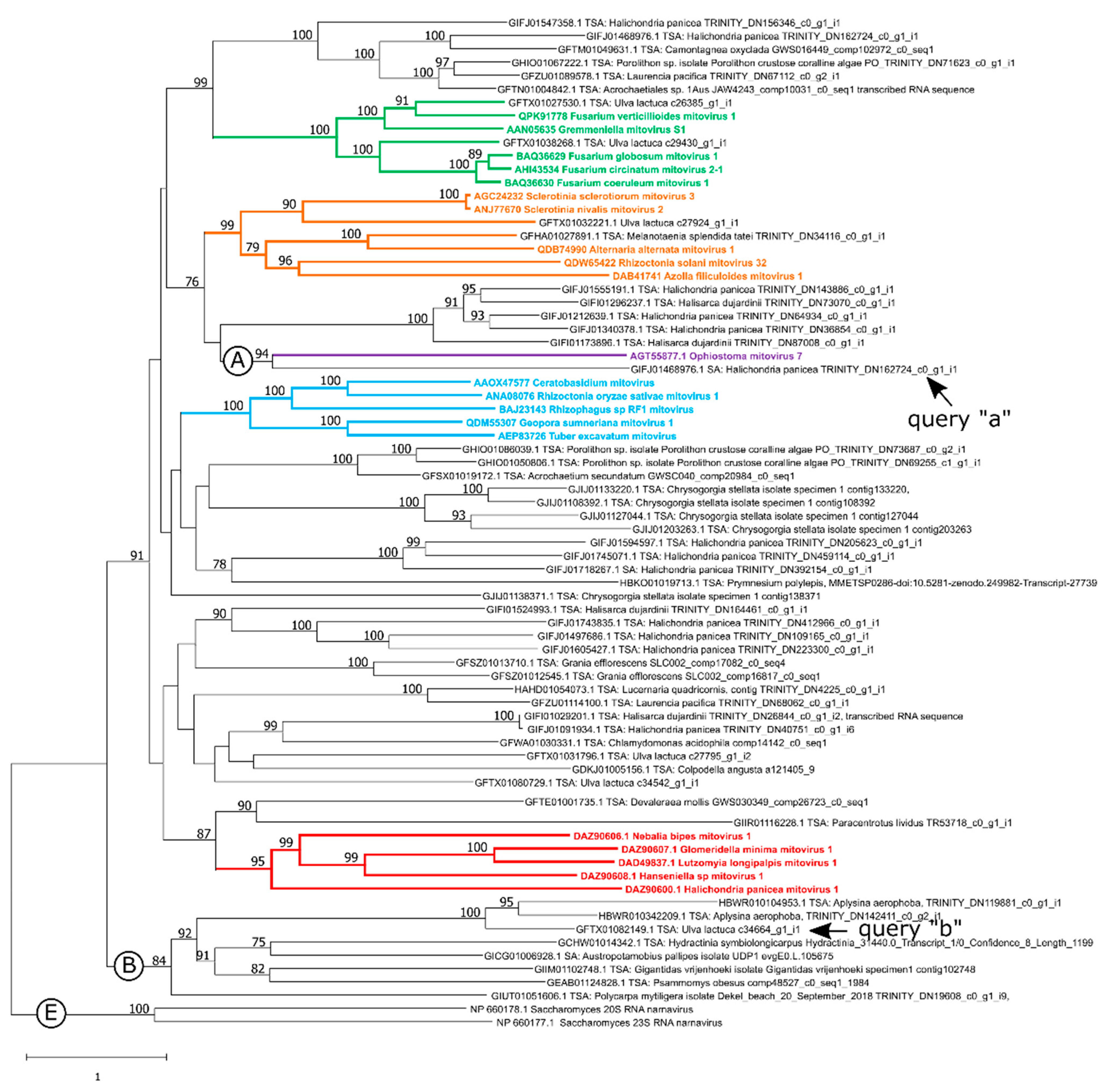 Viruses 15 00340 g001