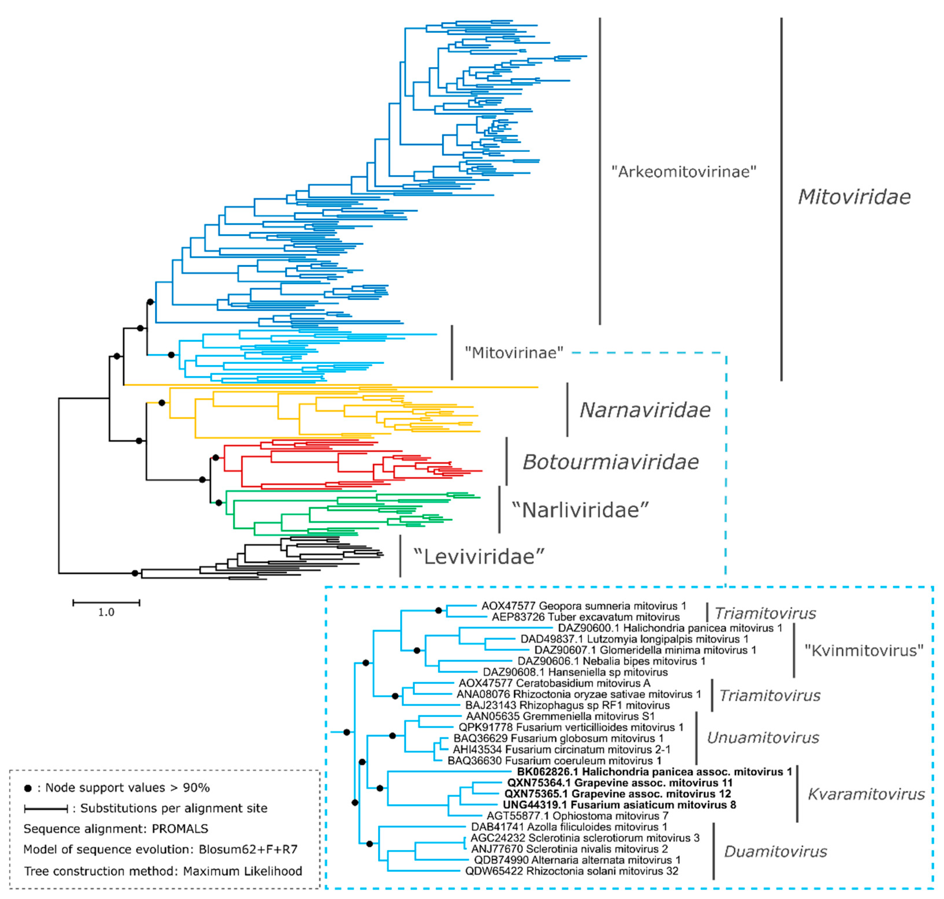 Viruses 15 00340 g002