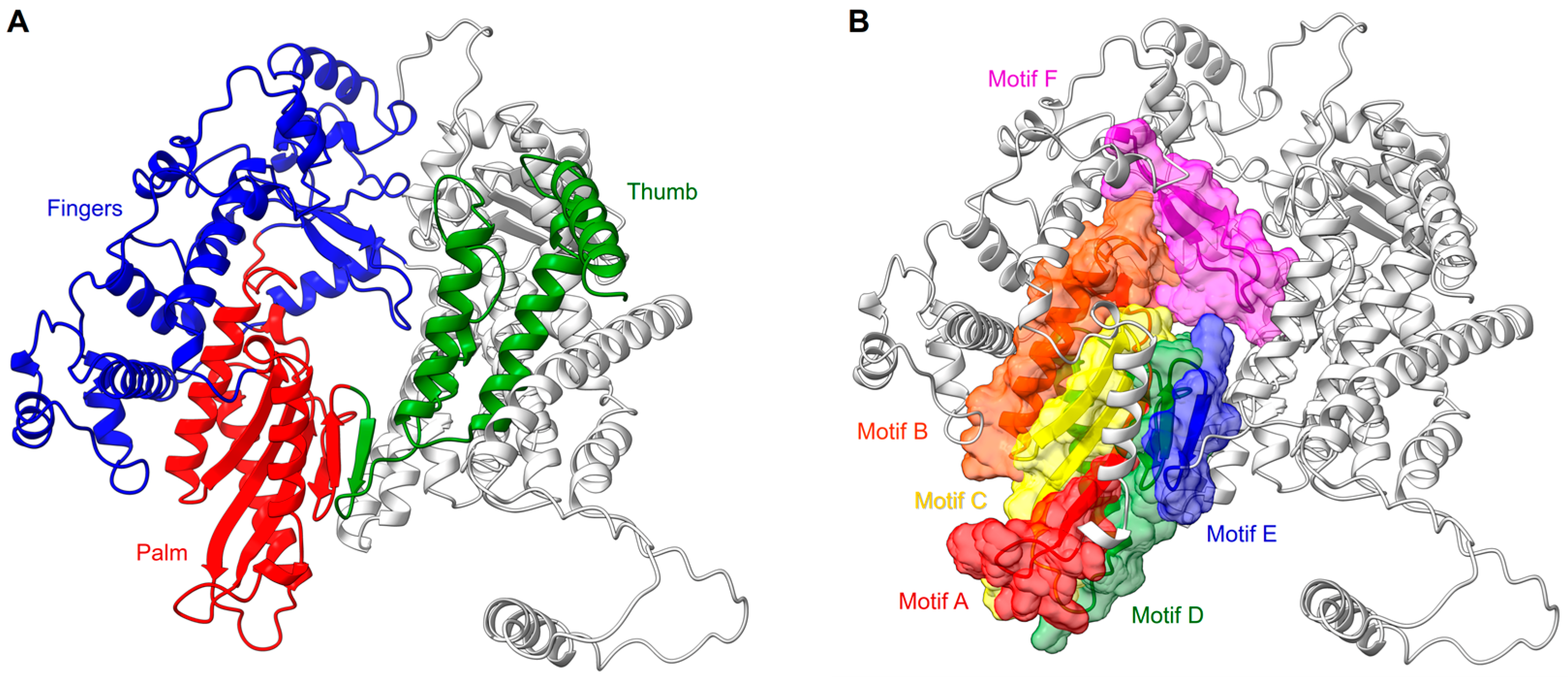 Viruses 15 00341 g002