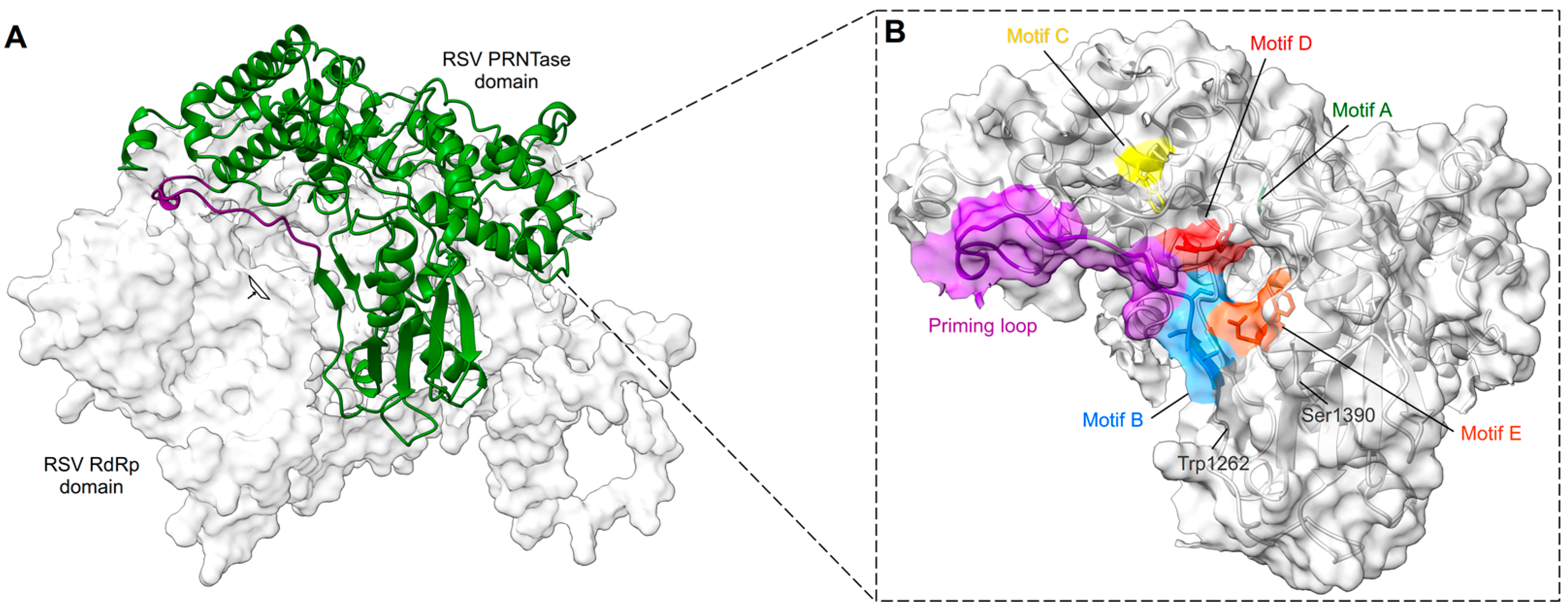 Viruses 15 00341 g005