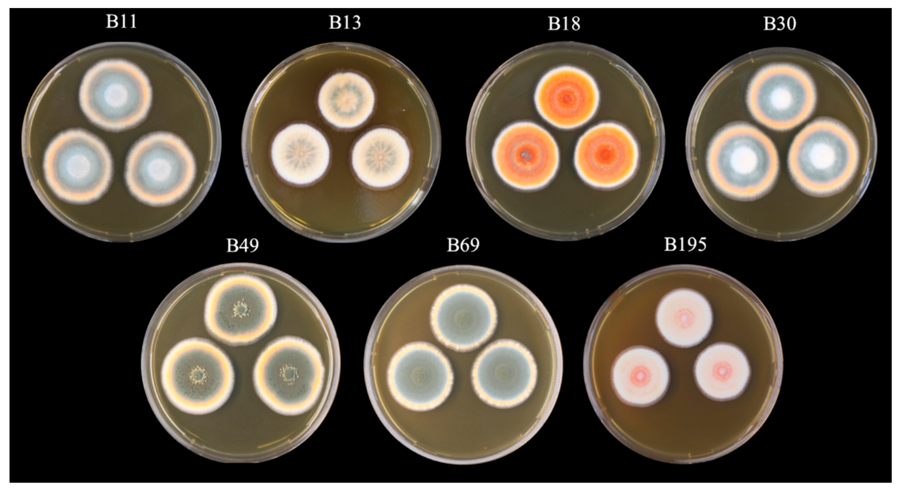 Viruses 15 00343 g001 Viruses 15 00343 g001