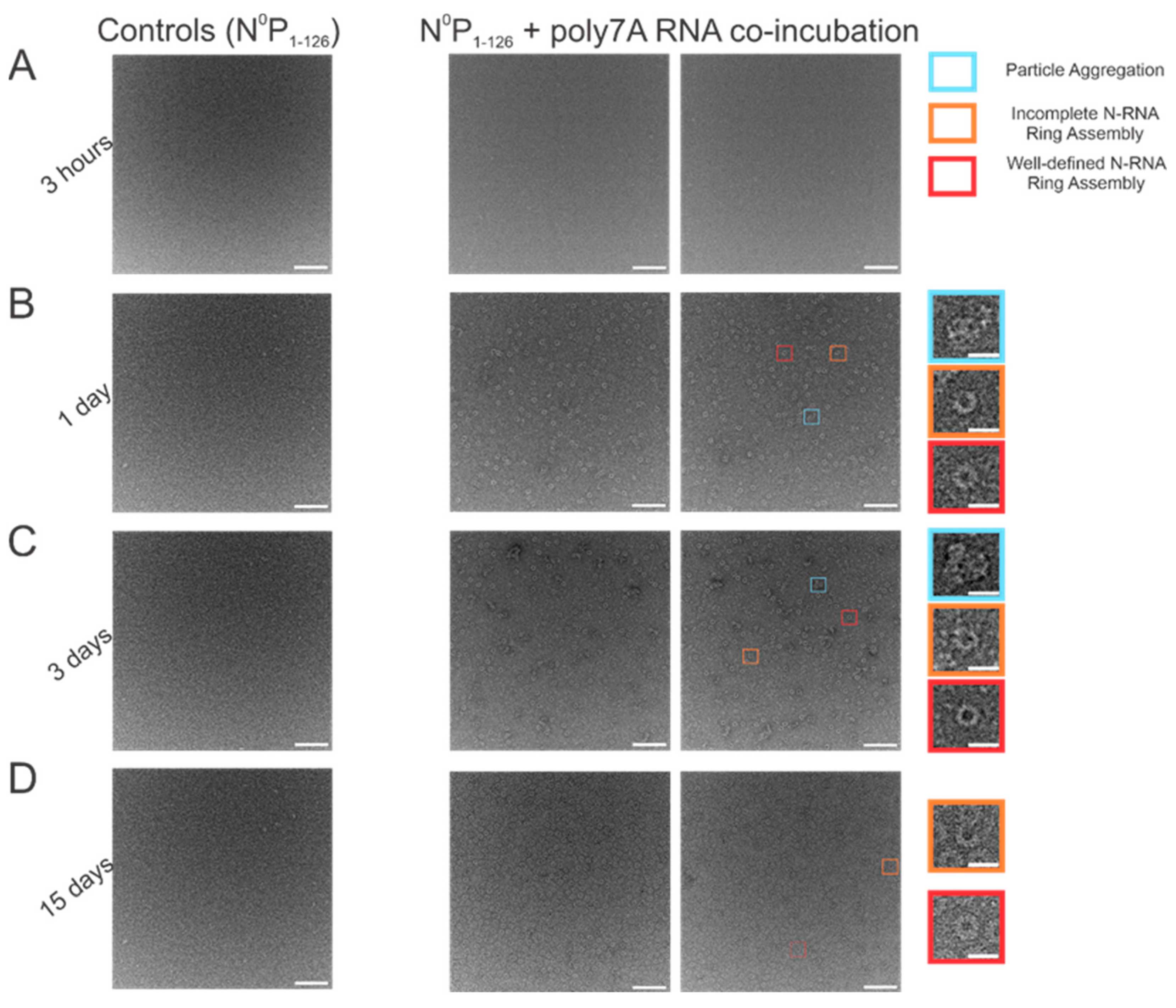 Viruses 15 00344 g004