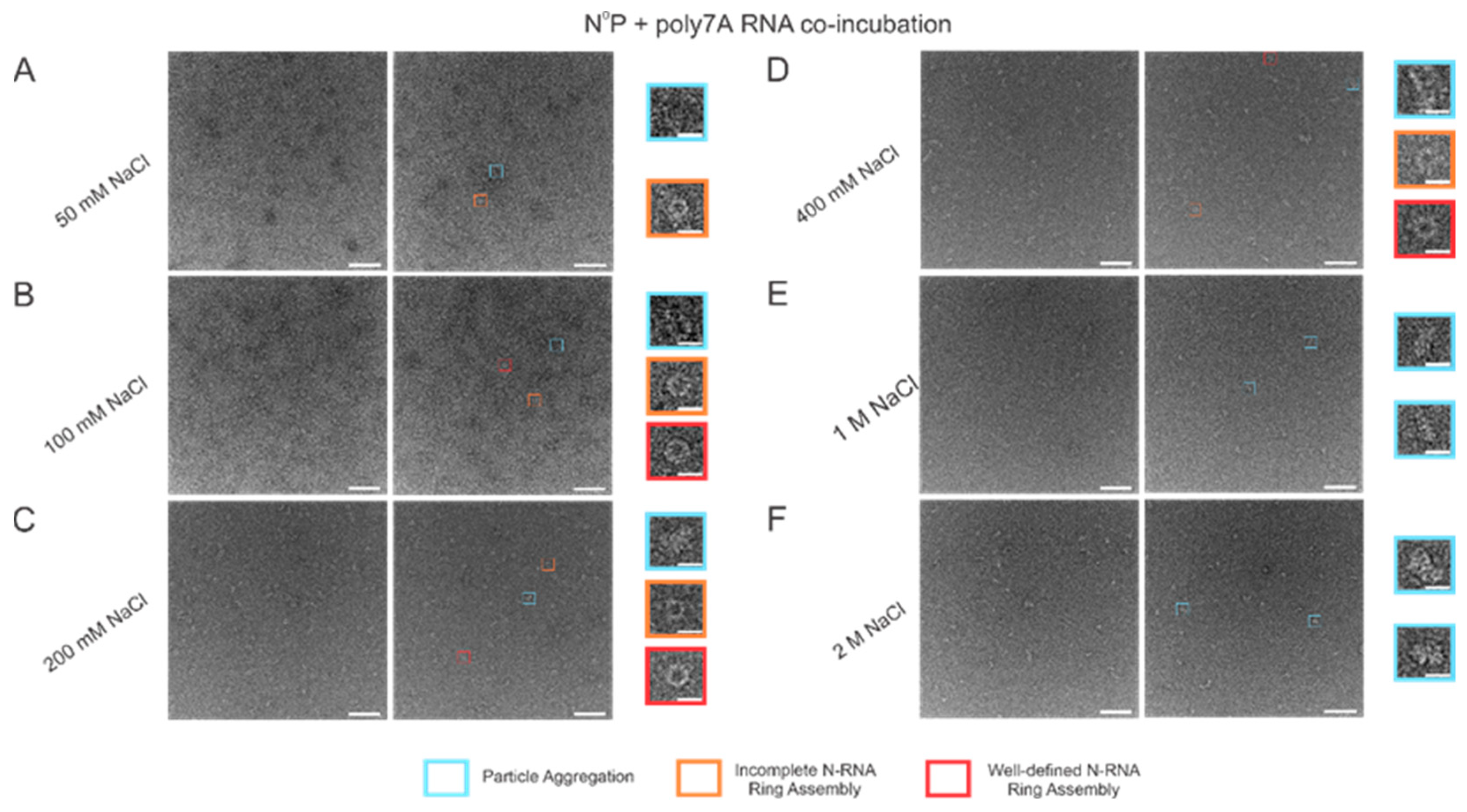 Viruses 15 00344 g005