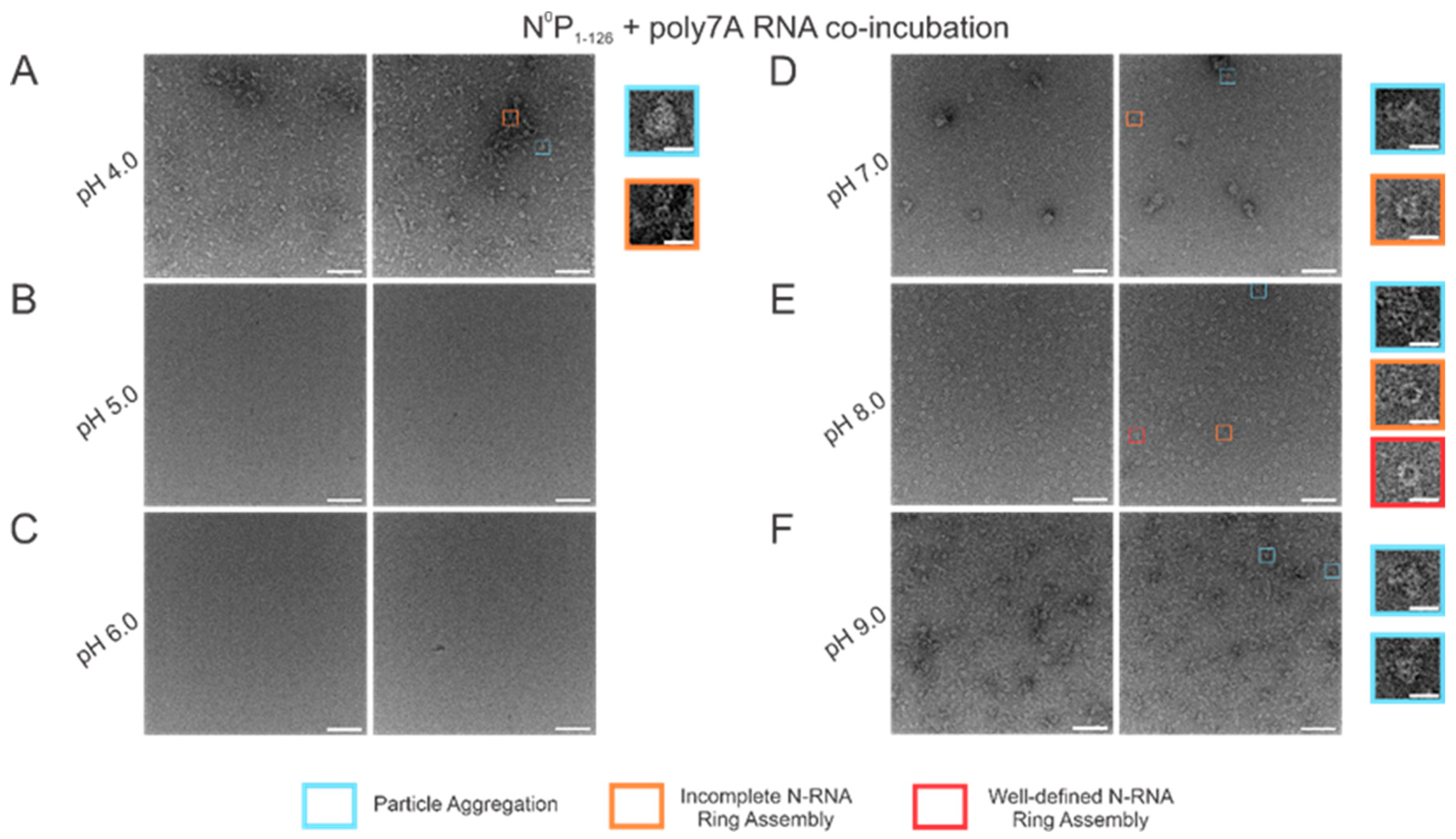 Viruses 15 00344 g006