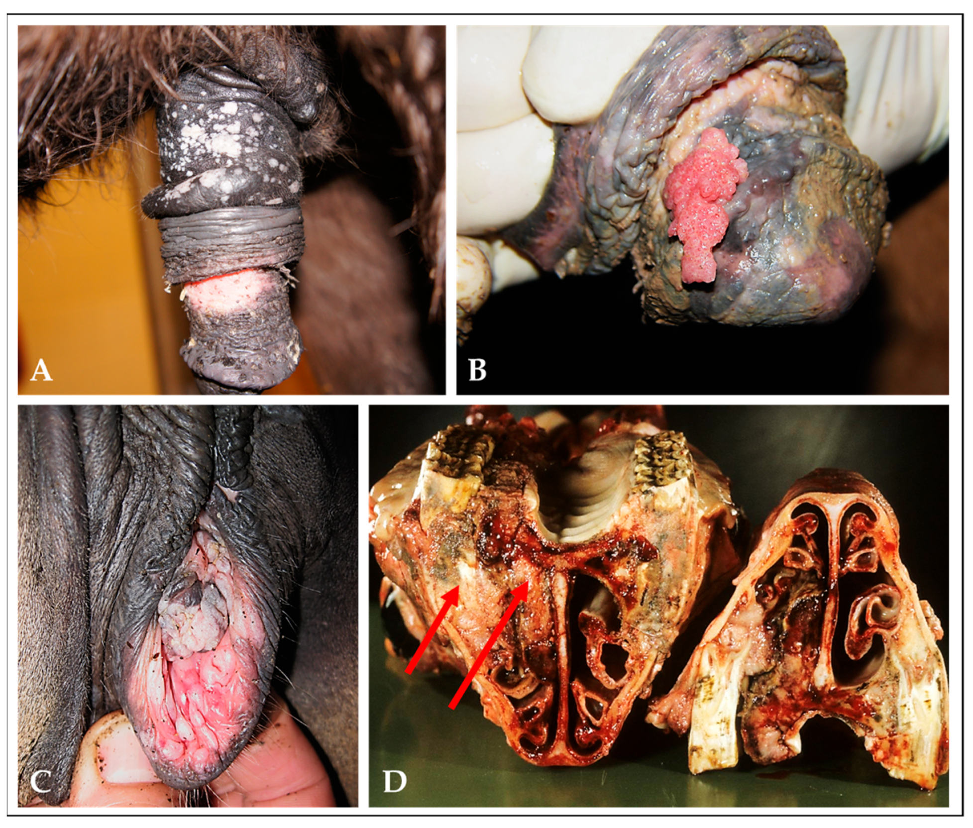 Viruses 15 00345 g002 Viruses 15 00345 g002