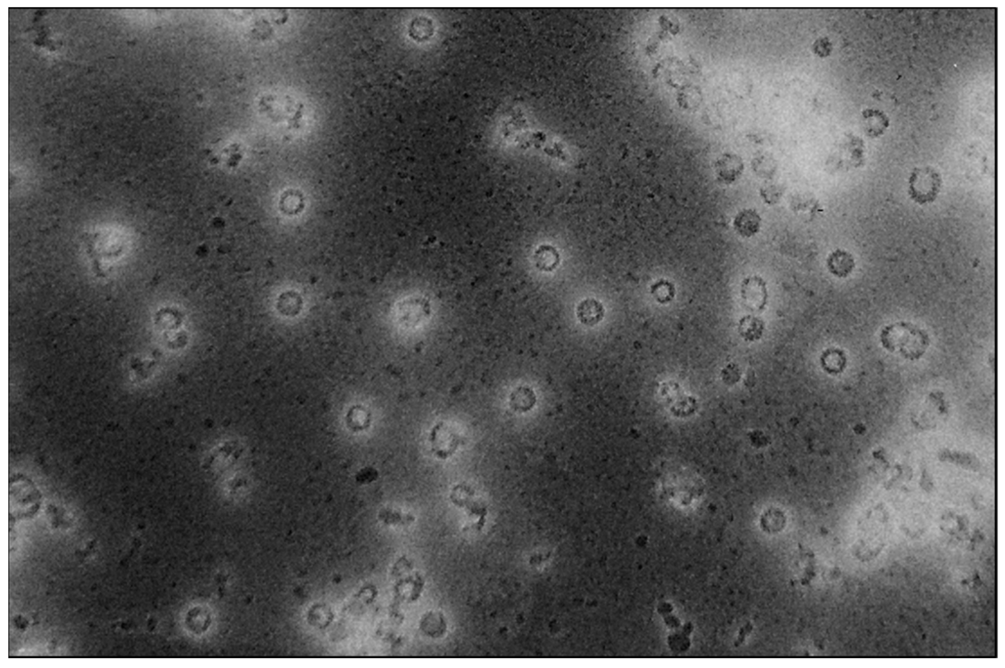 Viruses 15 00345 g003 Viruses 15 00345 g003