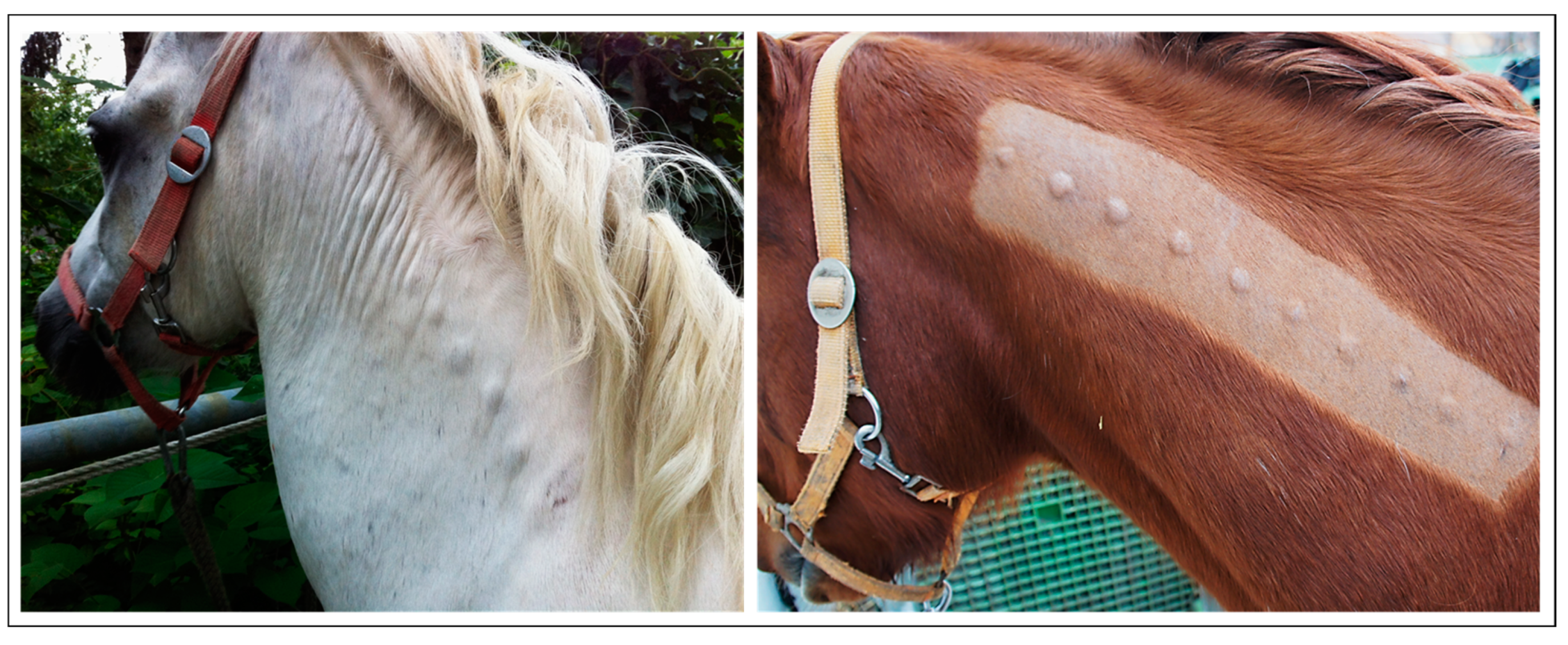 Viruses 15 00345 g004 Viruses 15 00345 g004