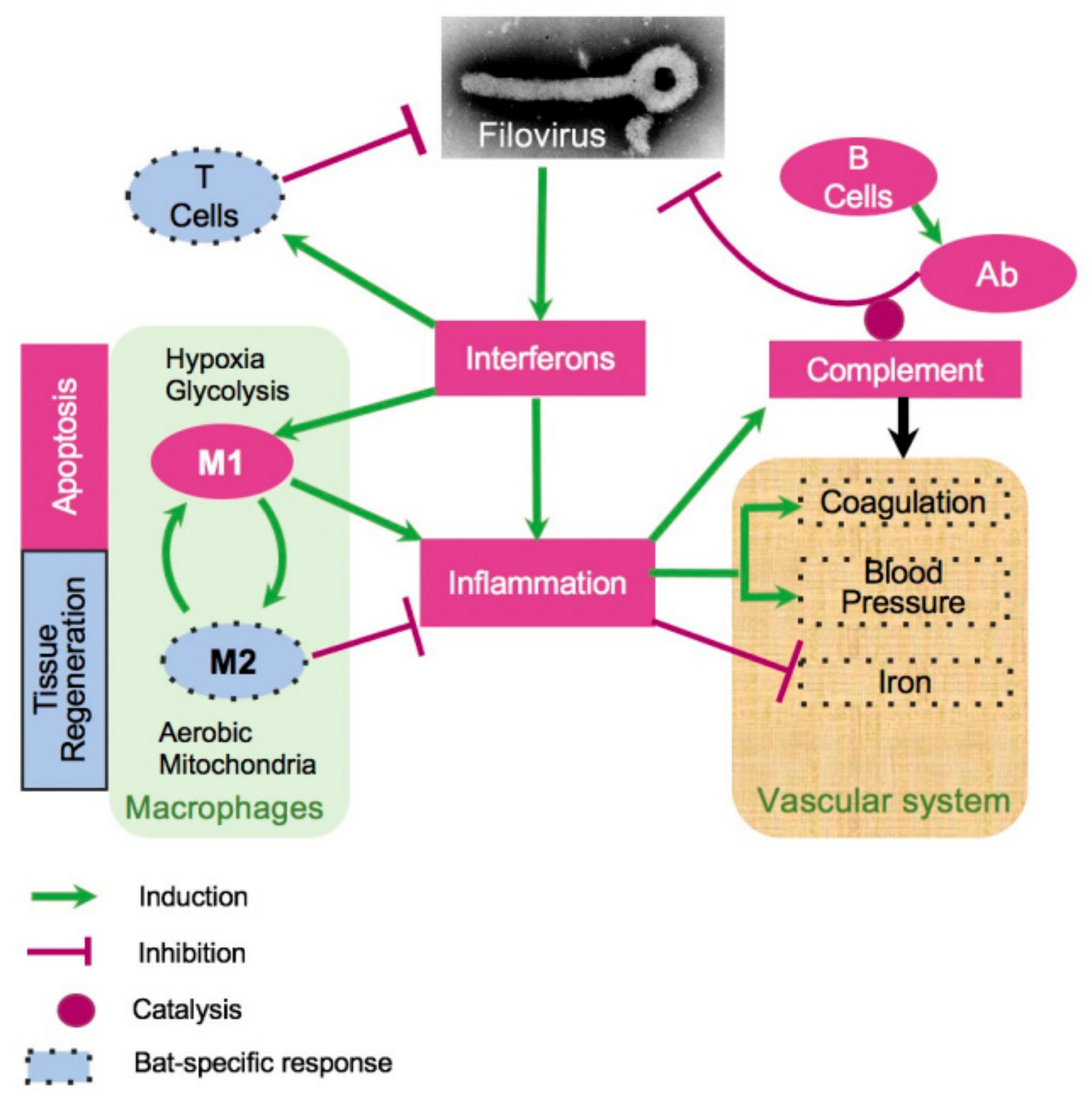 Viruses 15 00350 g005