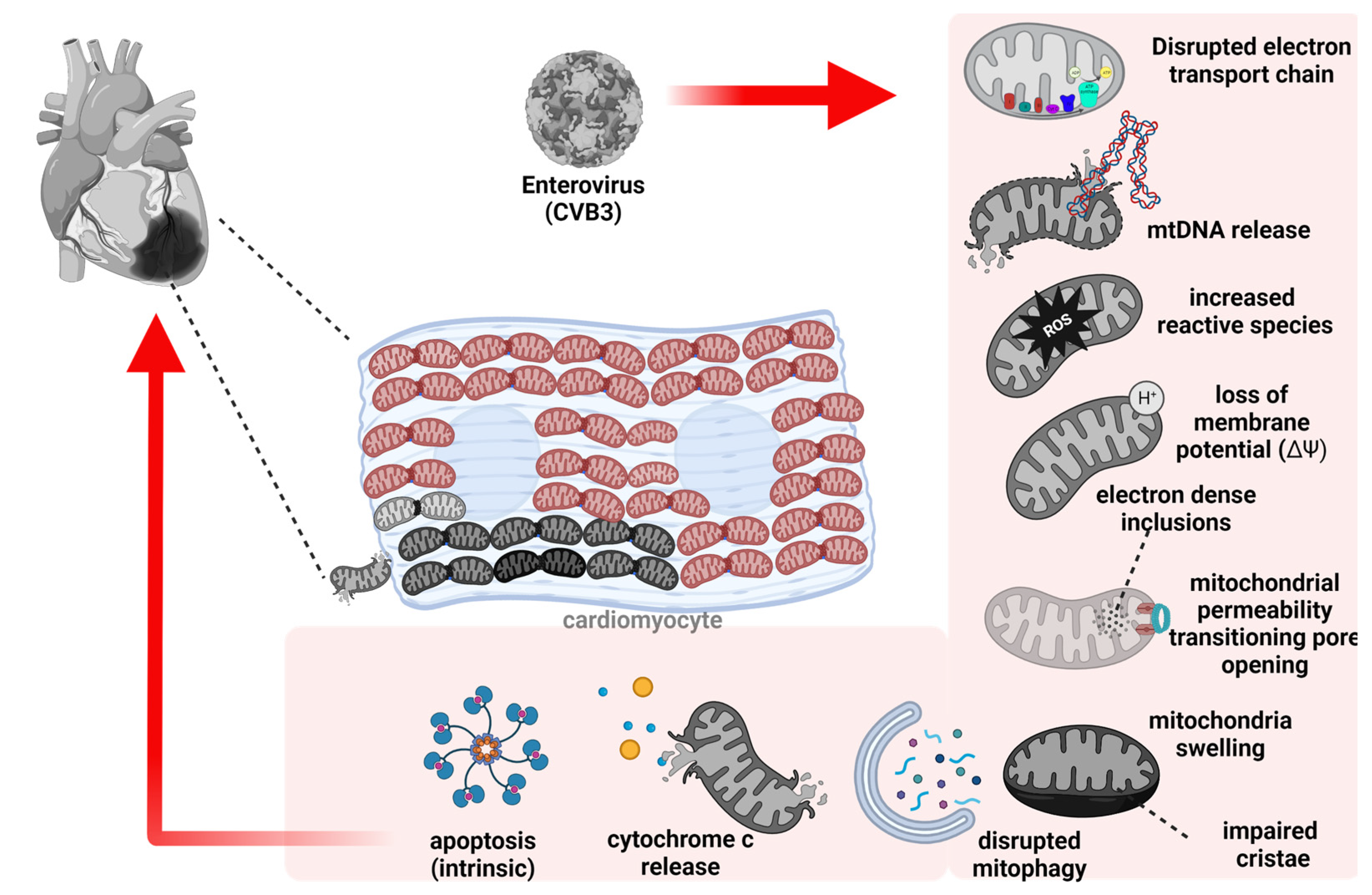 Viruses 15 00351 g001 Viruses 15 00351 g001