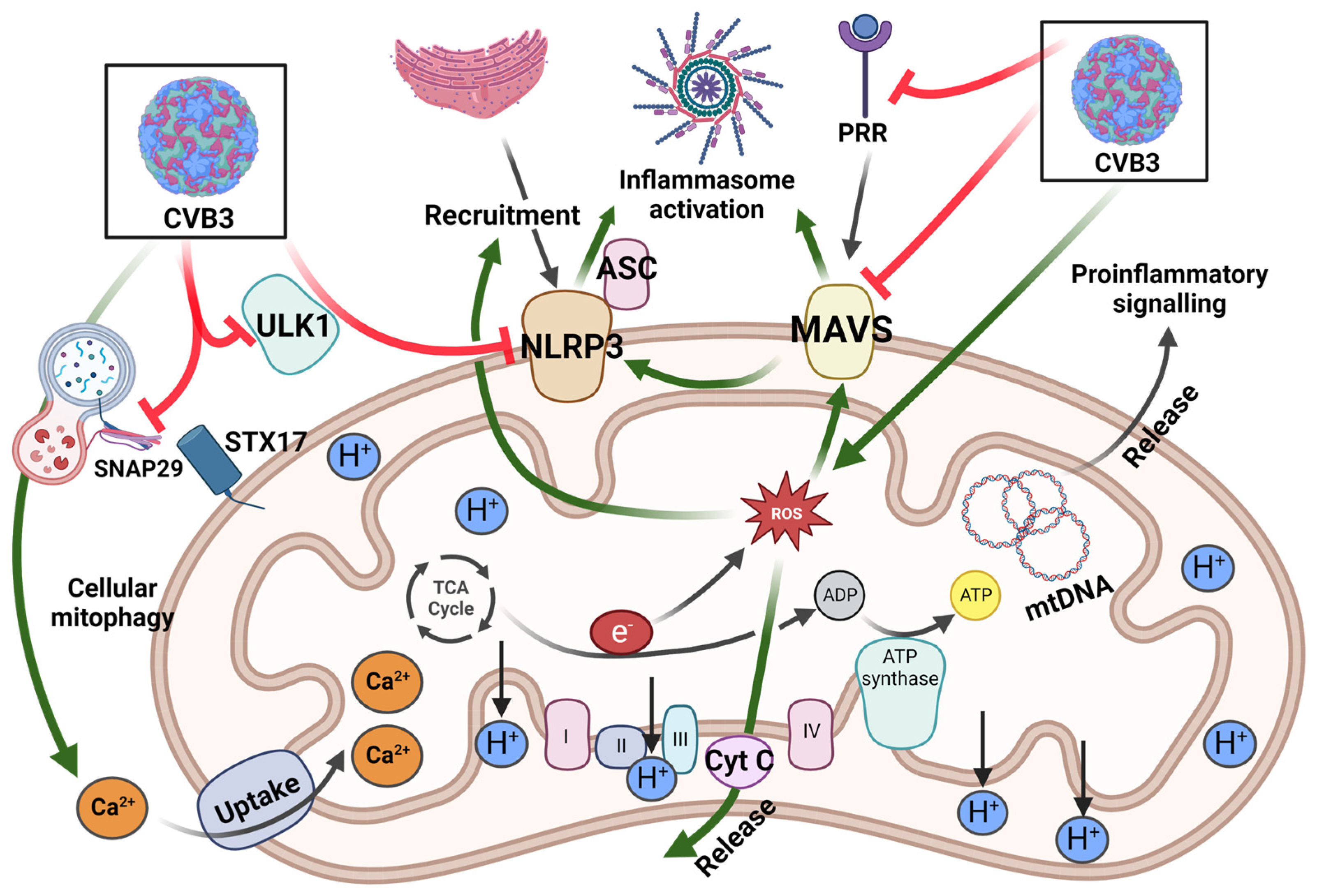 Viruses 15 00351 g002 Viruses 15 00351 g002