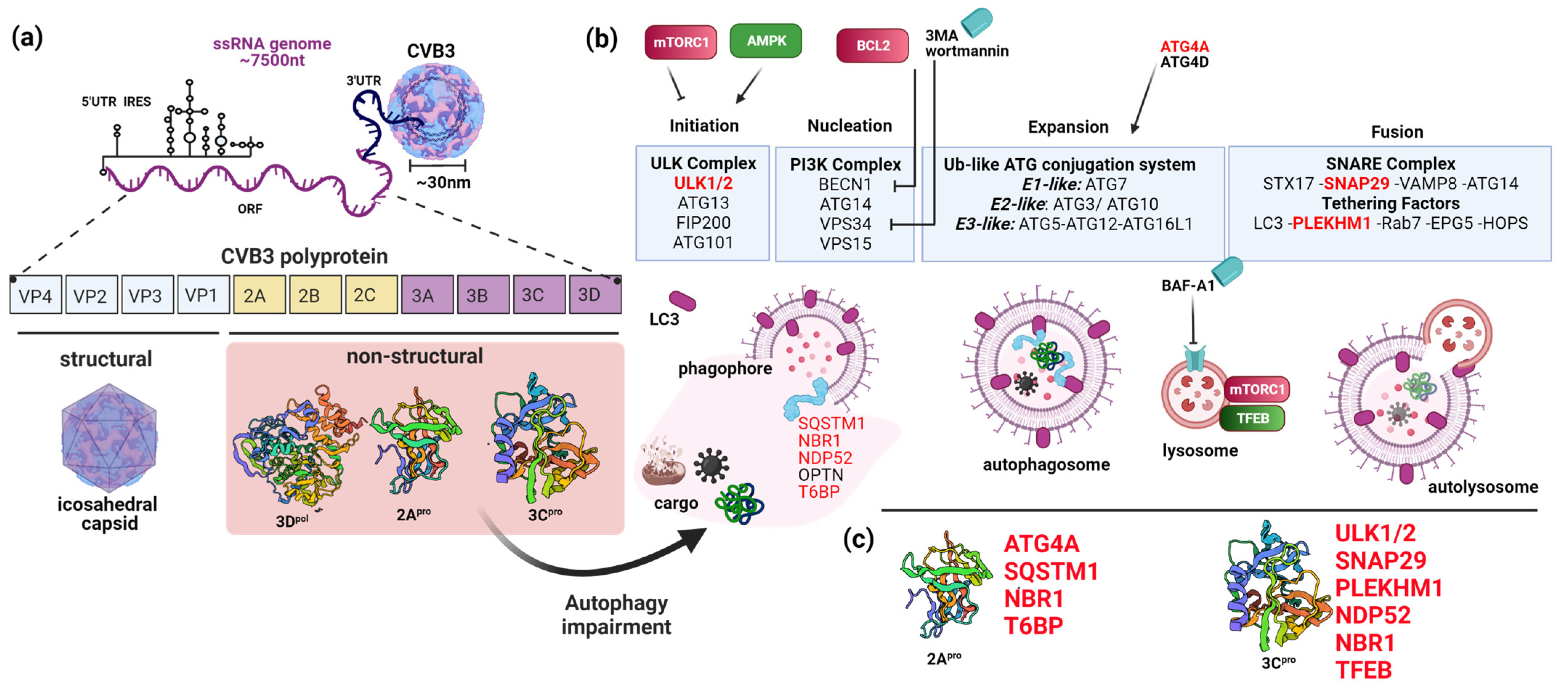 Viruses 15 00351 g003 Viruses 15 00351 g003
